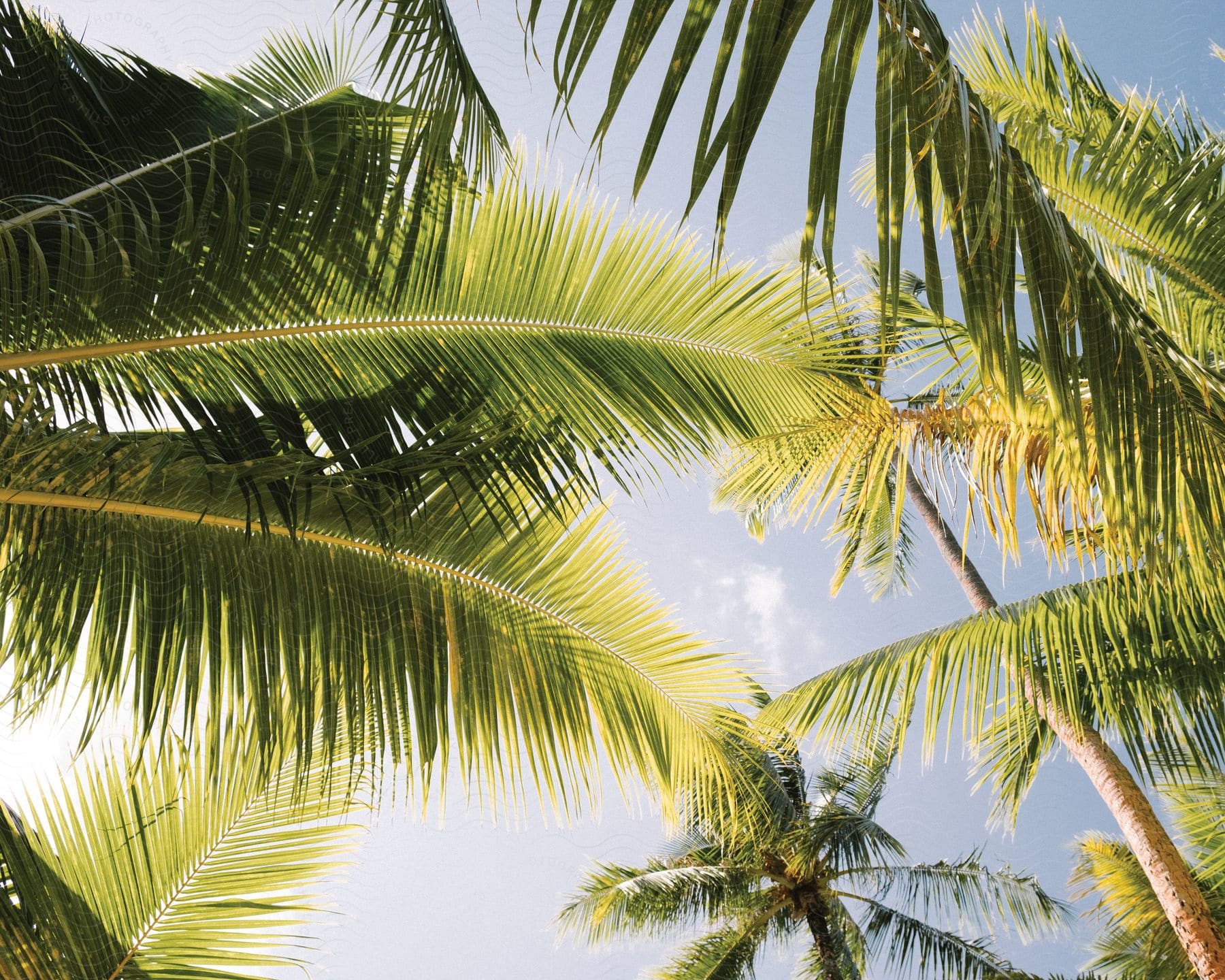 Stock photo of palm trees are illuminated by the sun under a clear sky