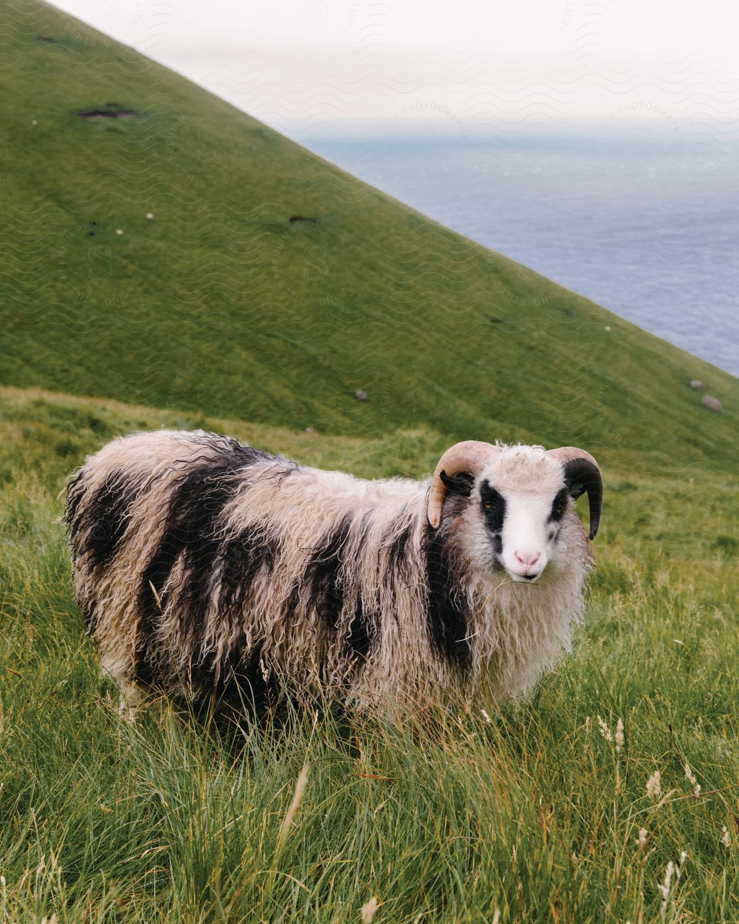 A large ram with shaggy black and white patched wool in a greenfield on a hillside by the sea