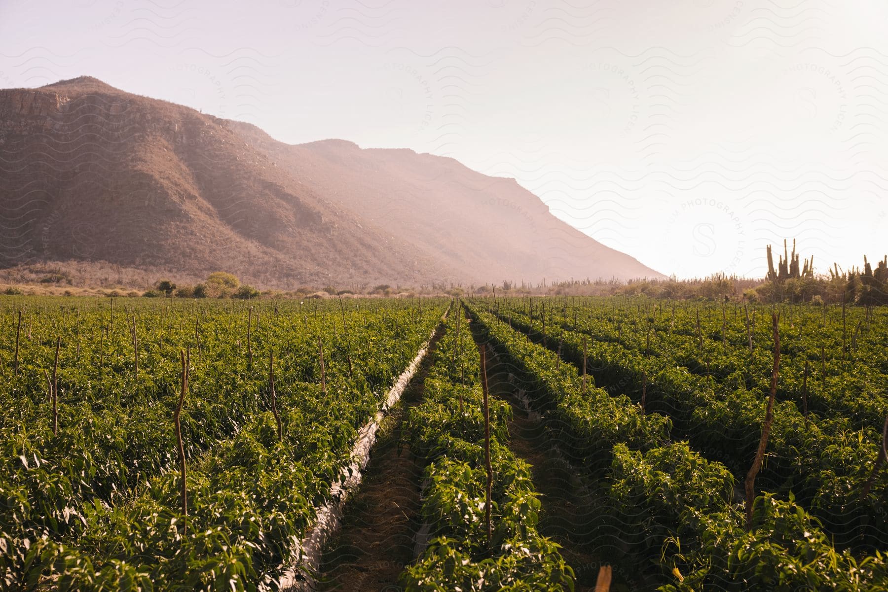 Stock photo of a wide farm land with a hill on the left side