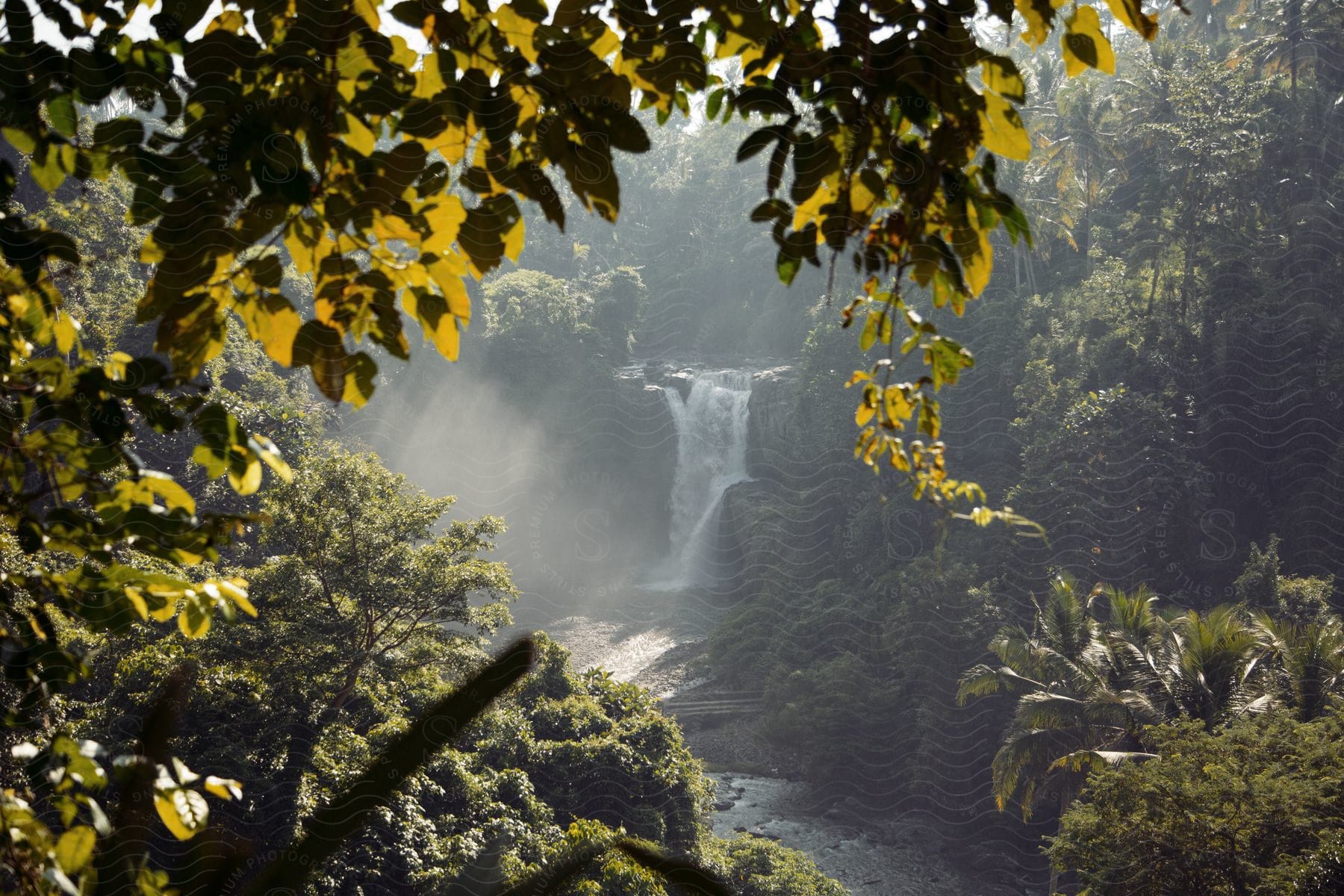 Peering through the trees to a hidden waterfall in the rainforest