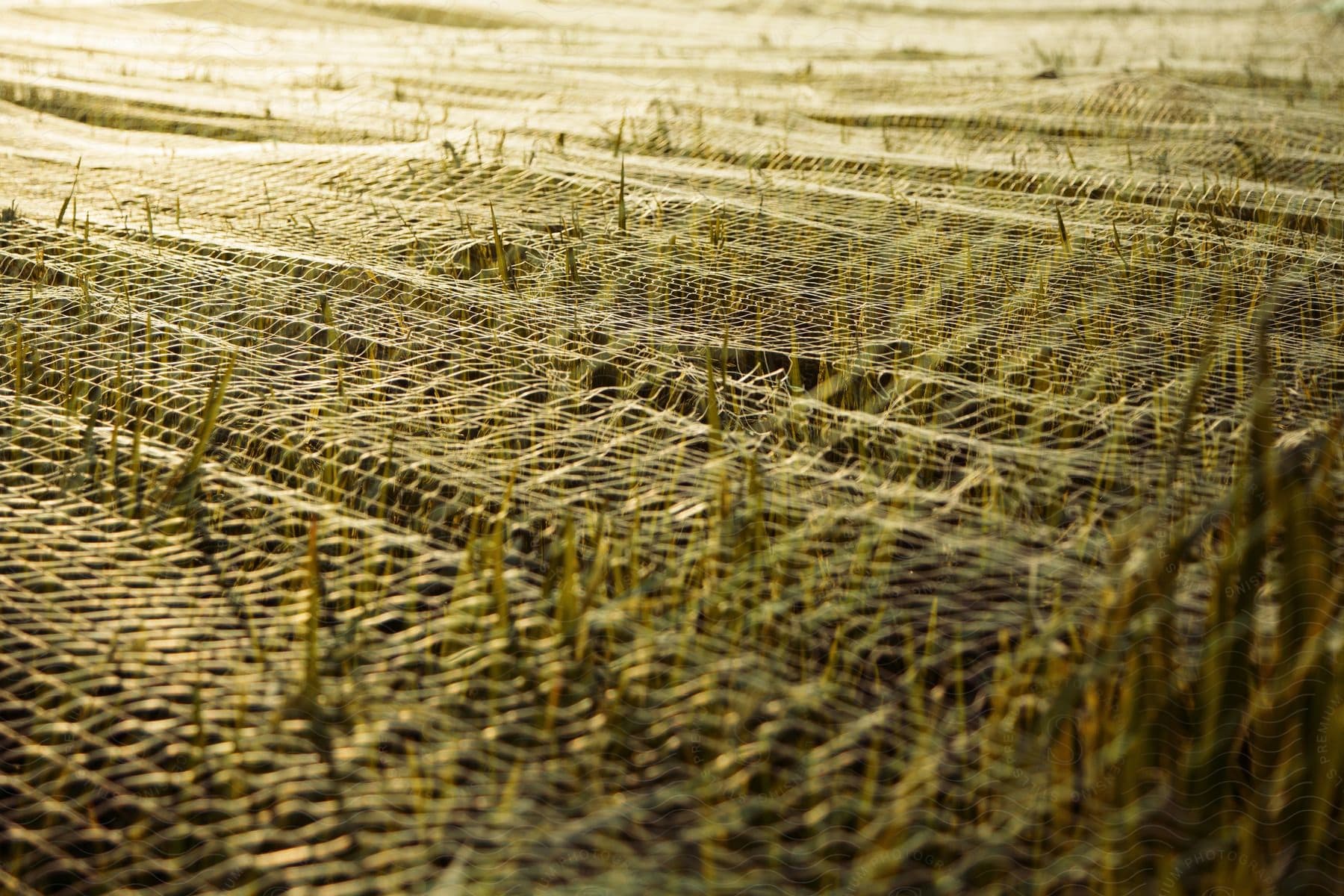 Blades of hay protrude through a mesh netting on a hay bale