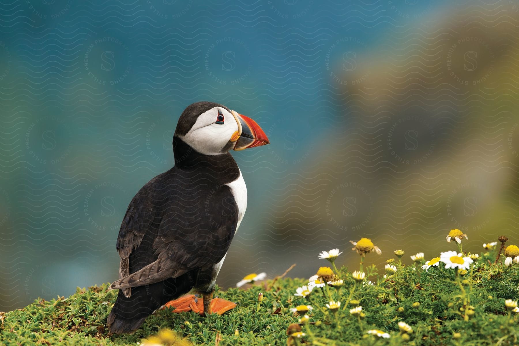 A puffin sits on a hill with yellow and white flowers in the grass