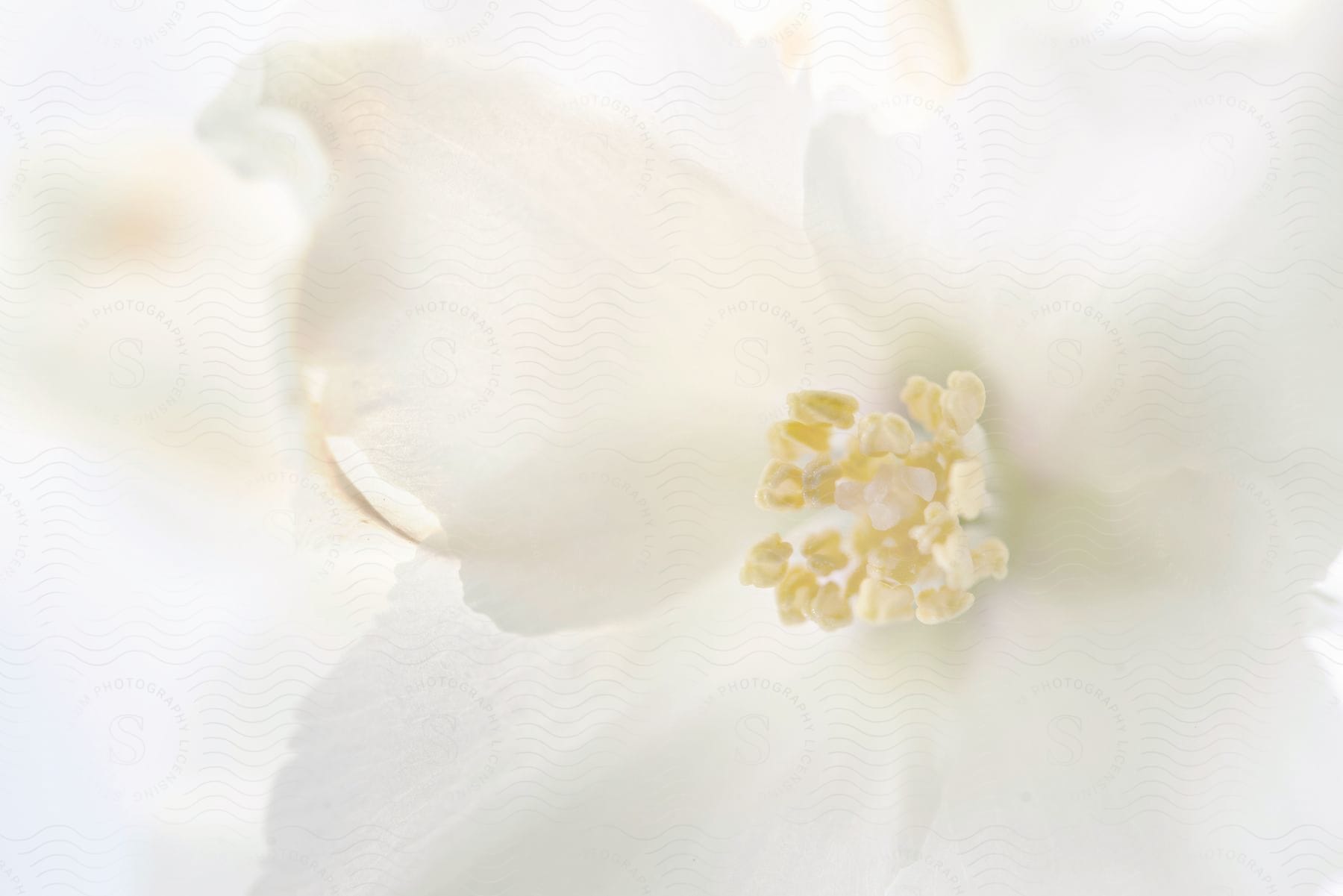 Digital art of a white flower