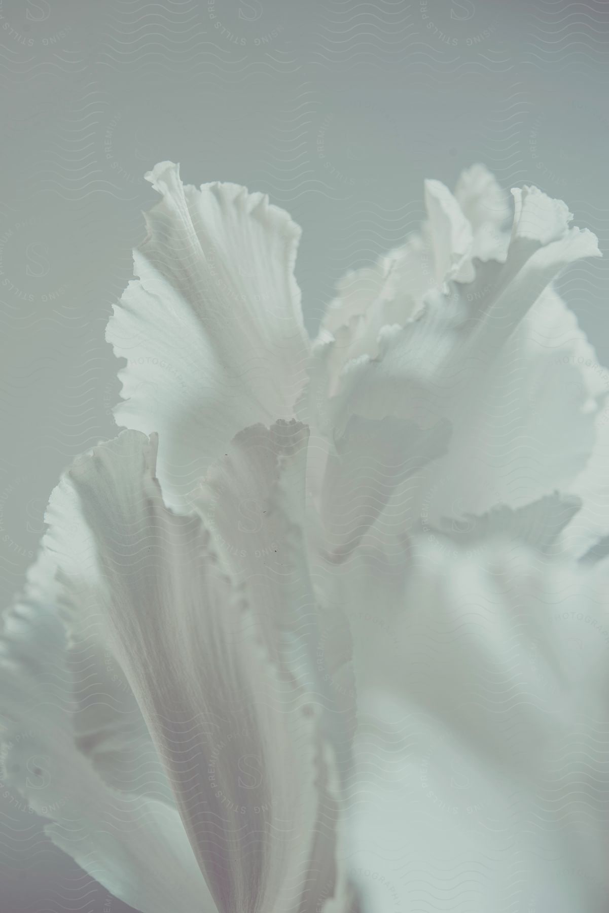 An extreme closeup of a white flower petal against a white background