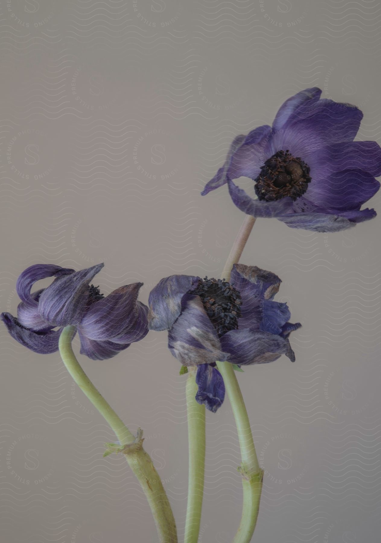 Three purple flowers with petals