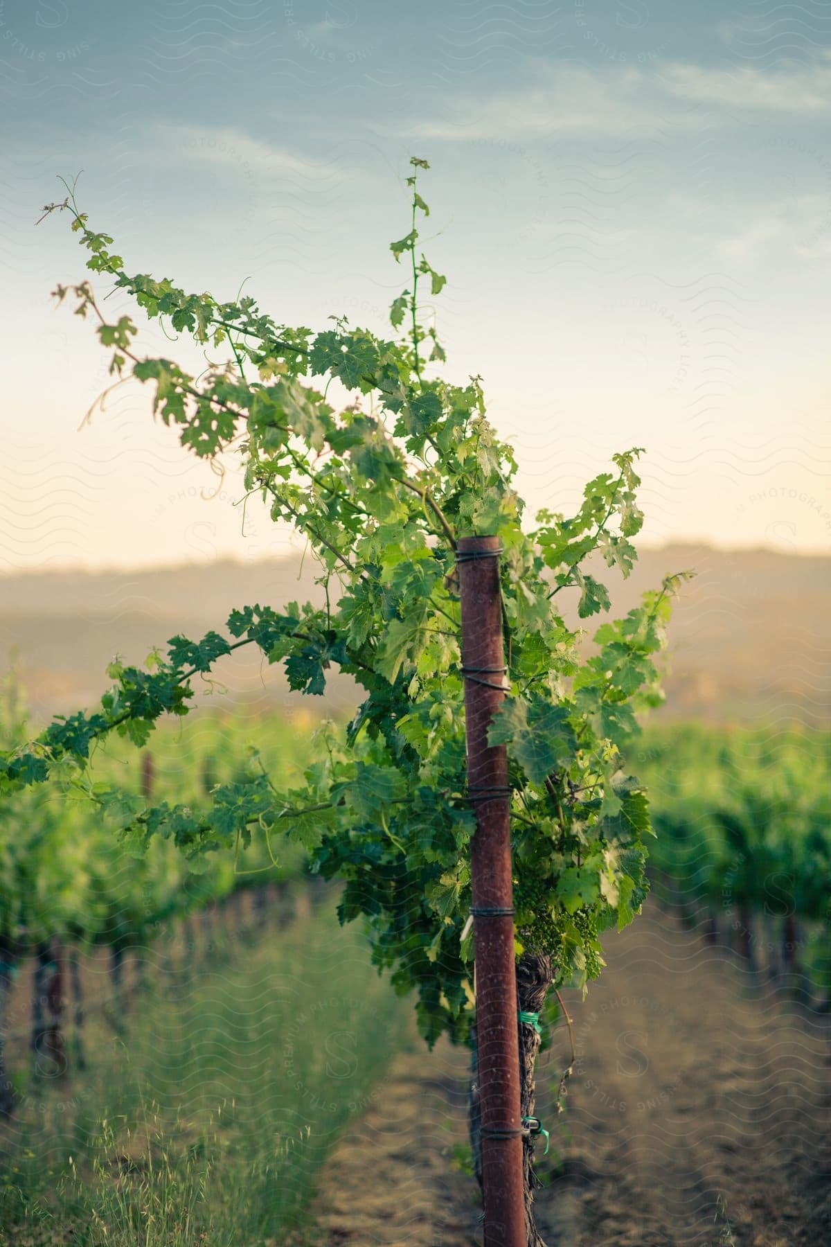 Stock photo of a tree in a field during the spring season