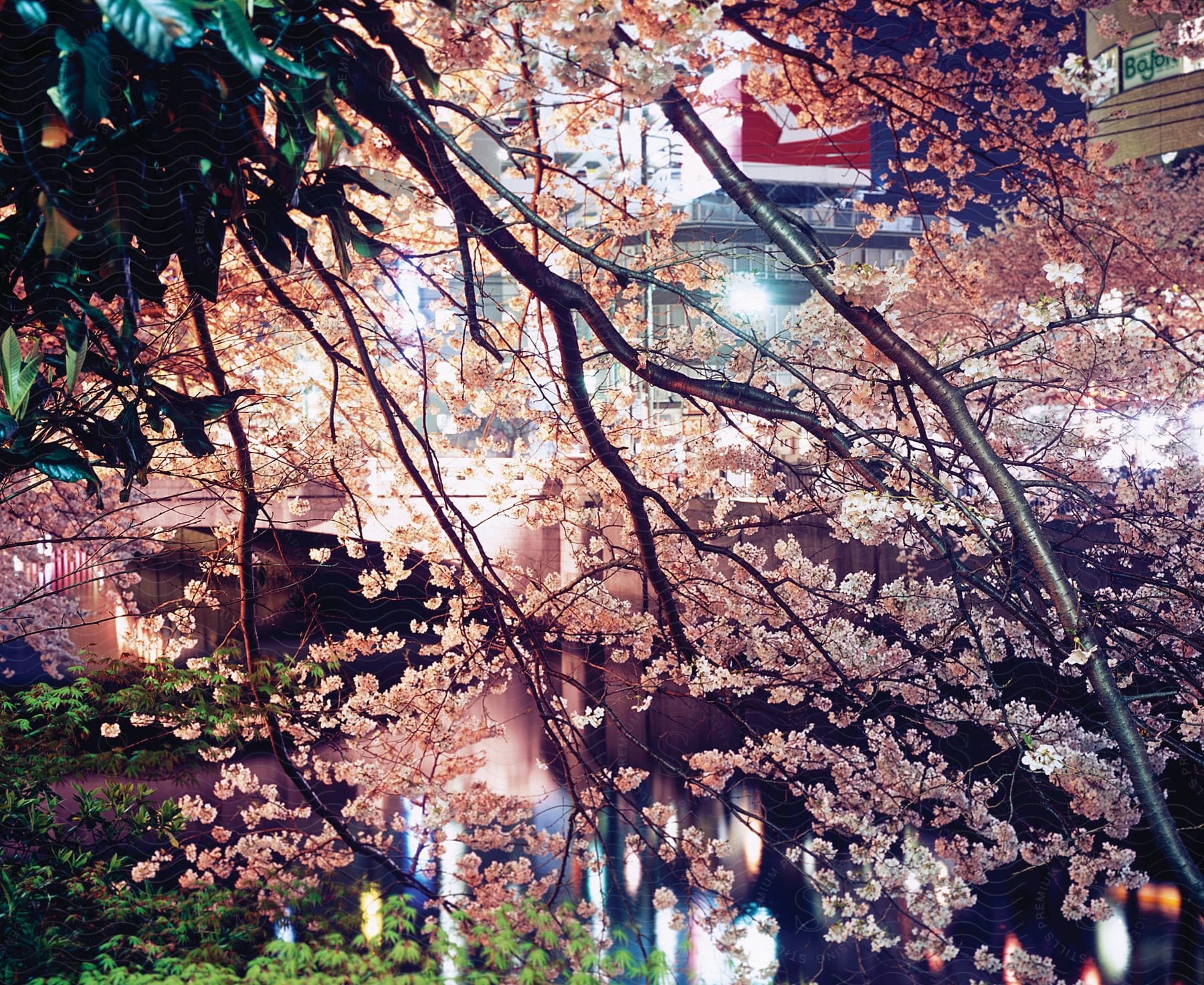 Pink flowers on trees in a city