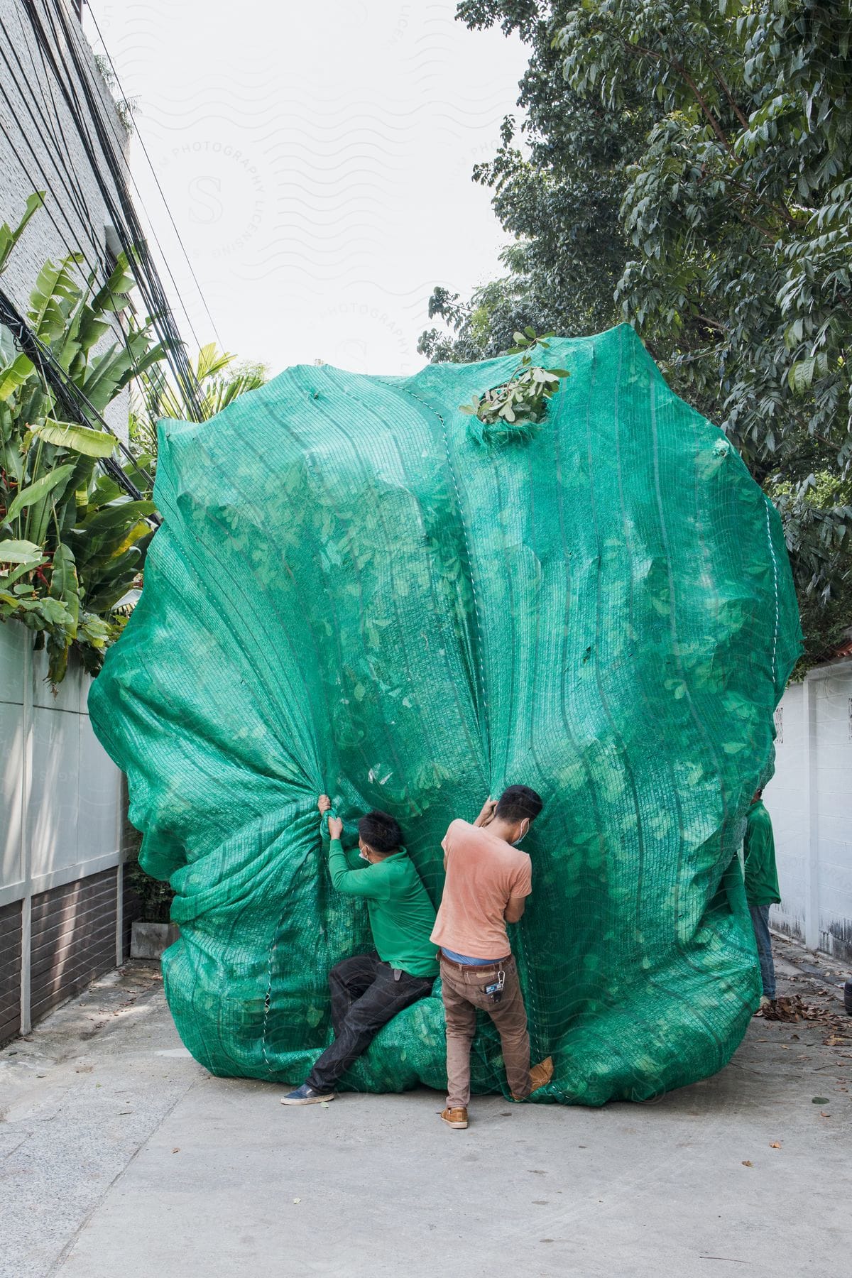 Two individuals moving a large quantity of plants outdoors during the day