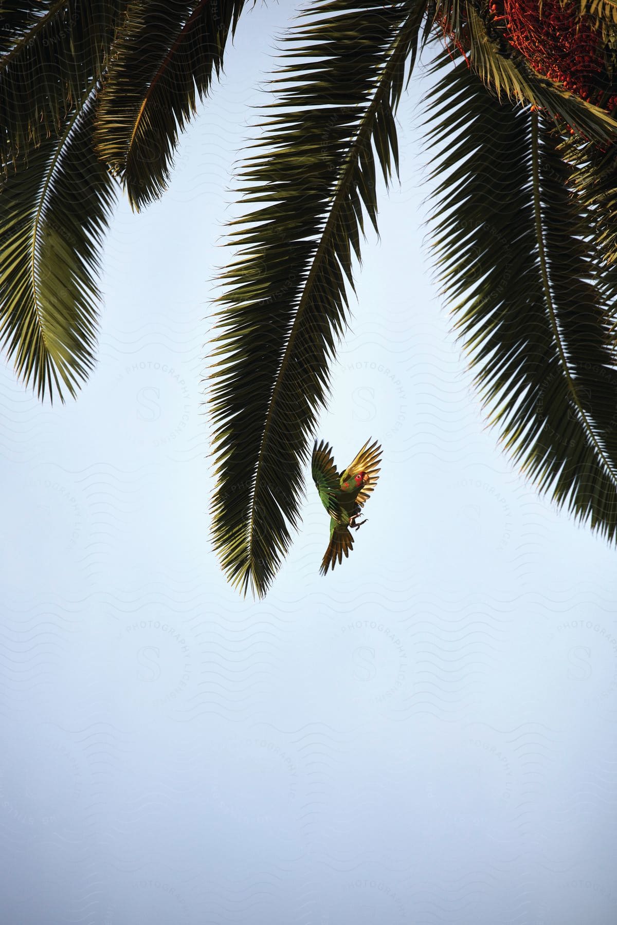 A green parrot flies in the sky and lands on a palm tree branch