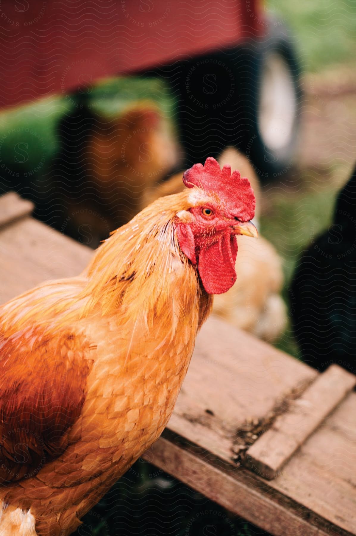 A chicken near a chicken coop ramp