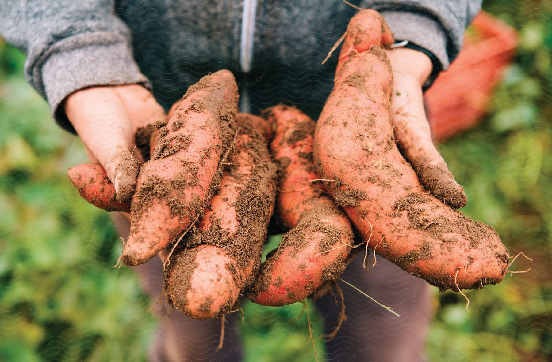 Stock photo of a woman holding freshly harvested tubers with clumps of dirt and root still attached