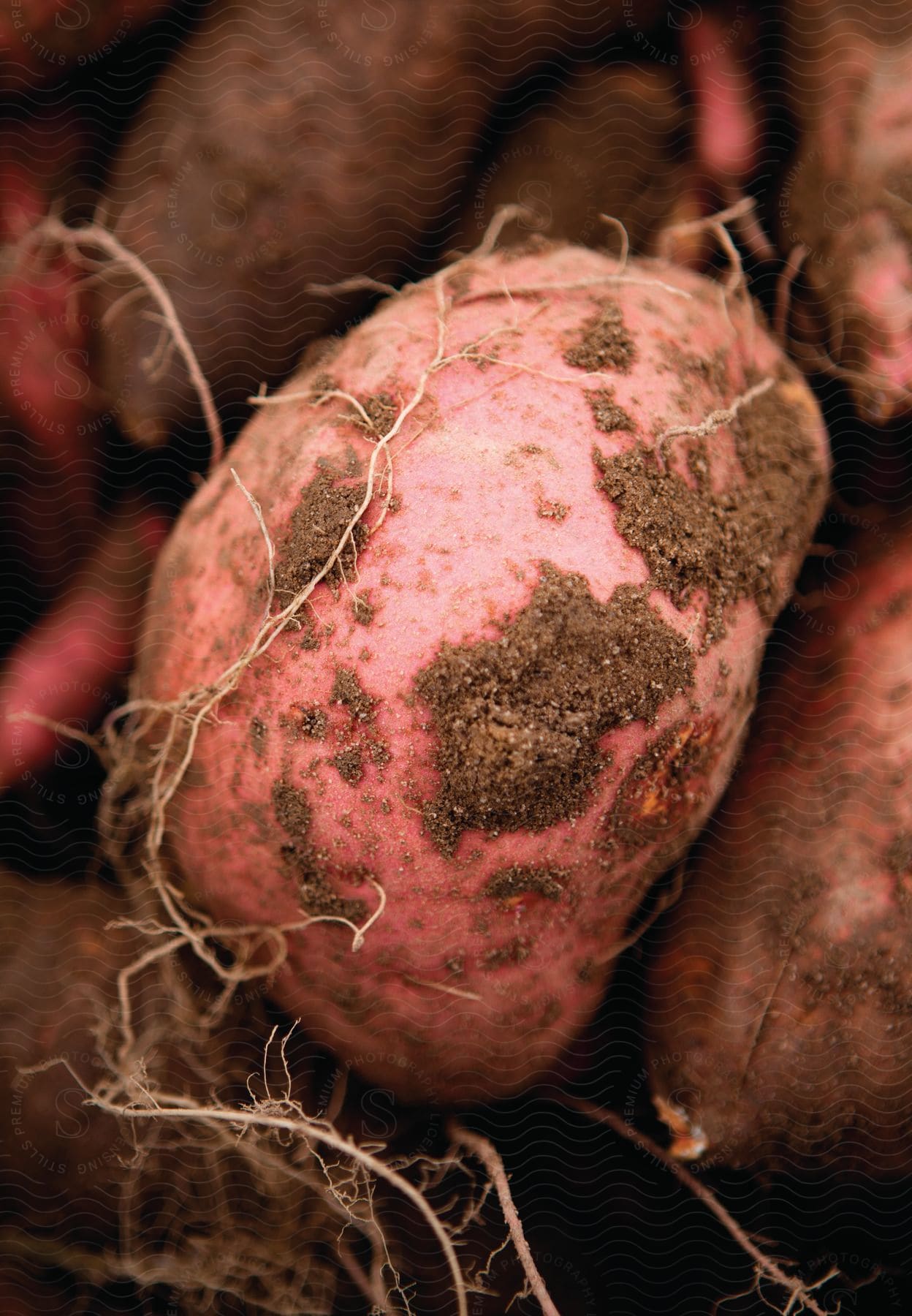 A close up of harvested red potatoes with clumps of dirt and roots