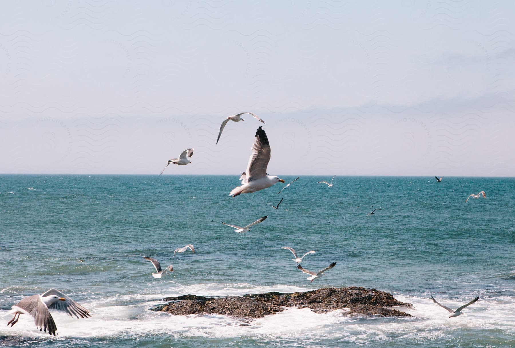 A flock of seagulls flying over the ocean