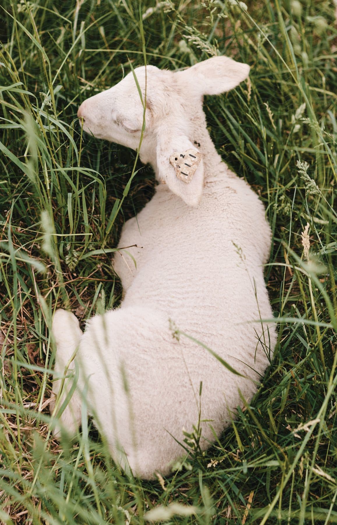 A white sheep resting on green grass