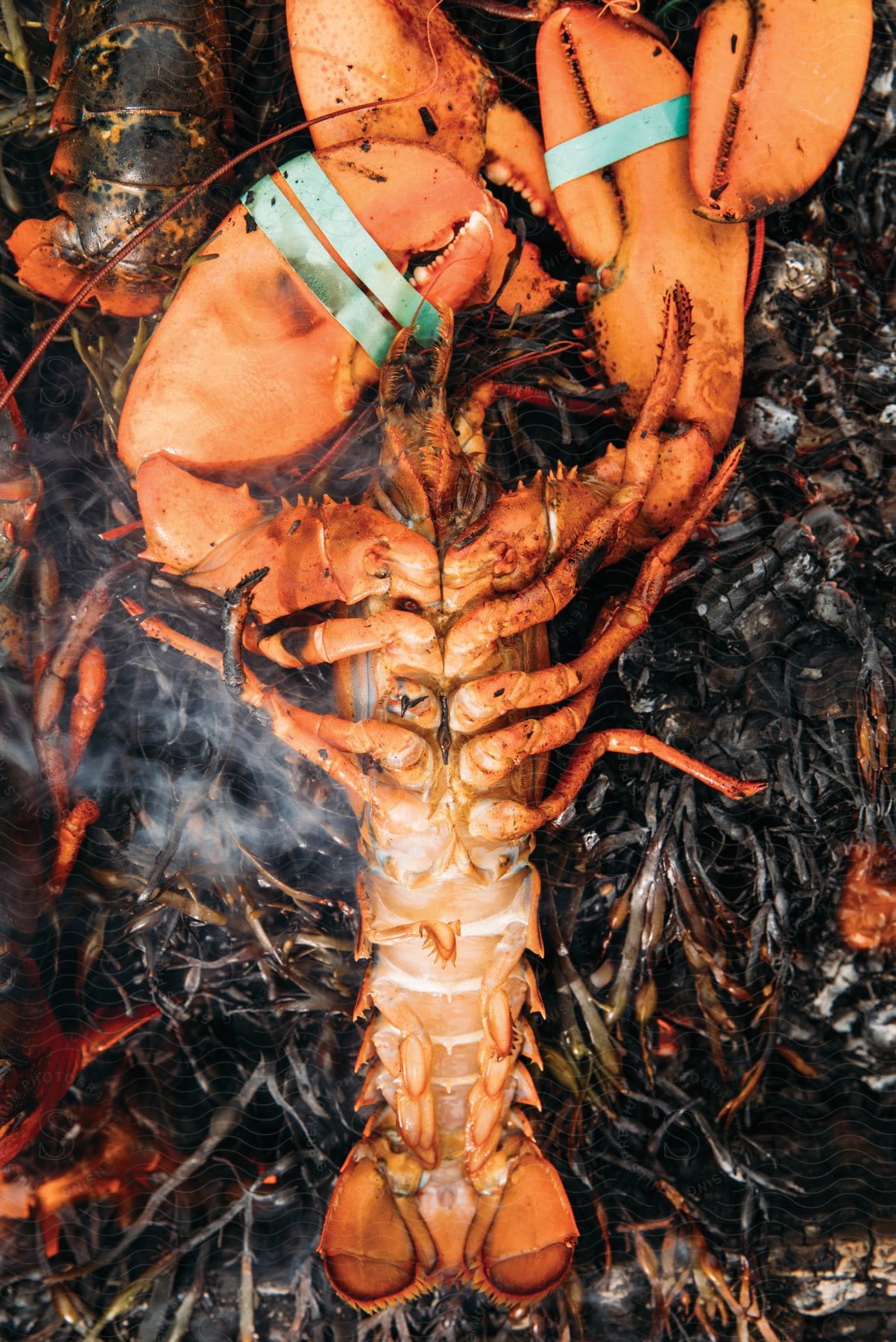 A lobster being cooked with firewood