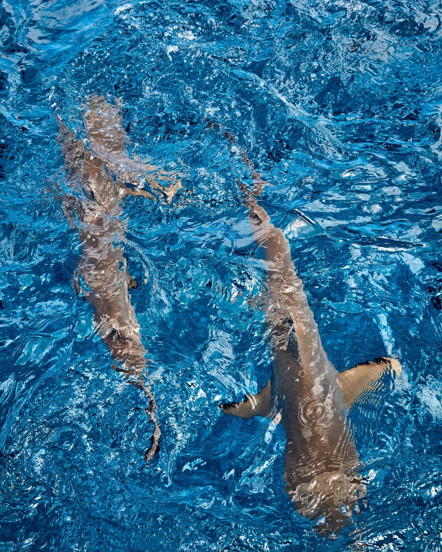 A Couple Of Sharks Swimming In Opposite Directions