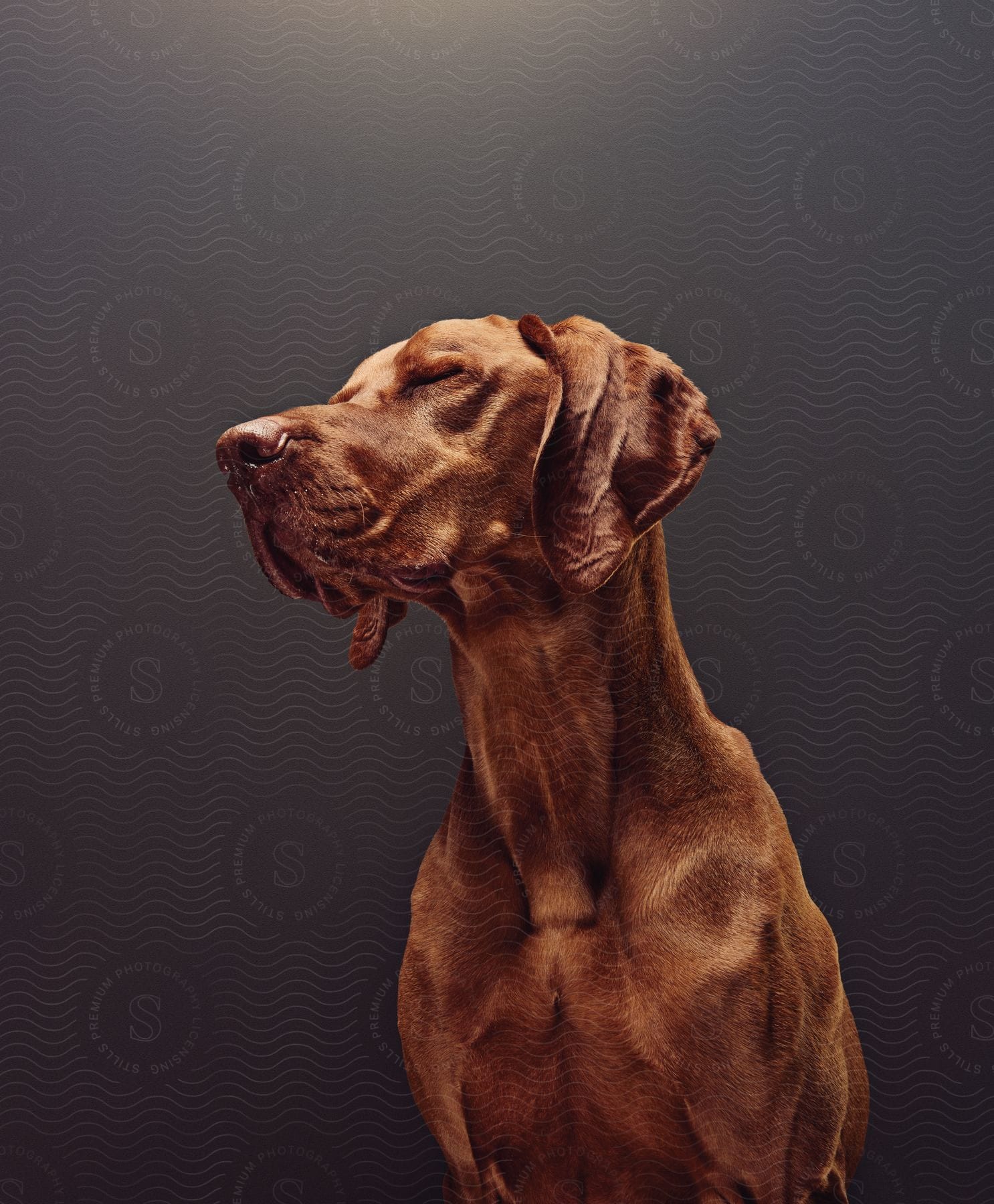 A brown dog is seen against a grey background with gentle light coming from above