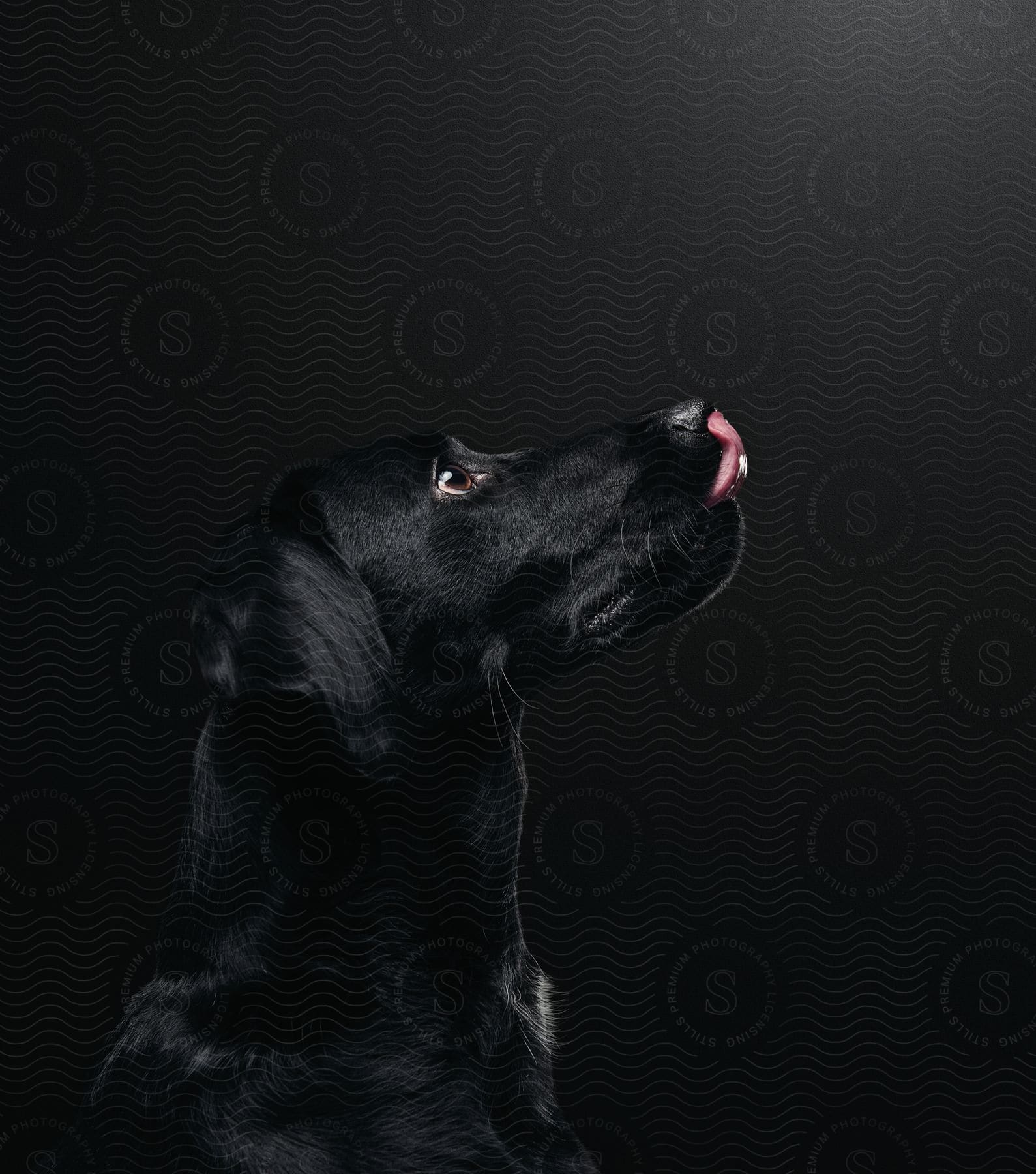 A black dog licks its nose in front of a black background in profile view