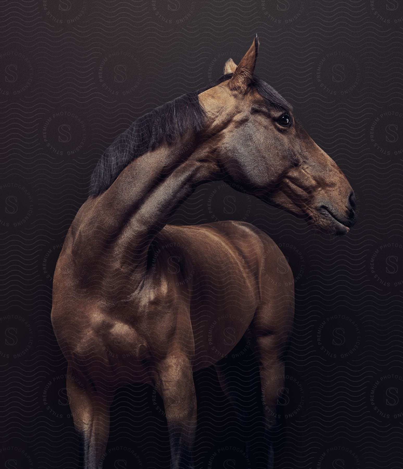 A brown horse with black hair facing right