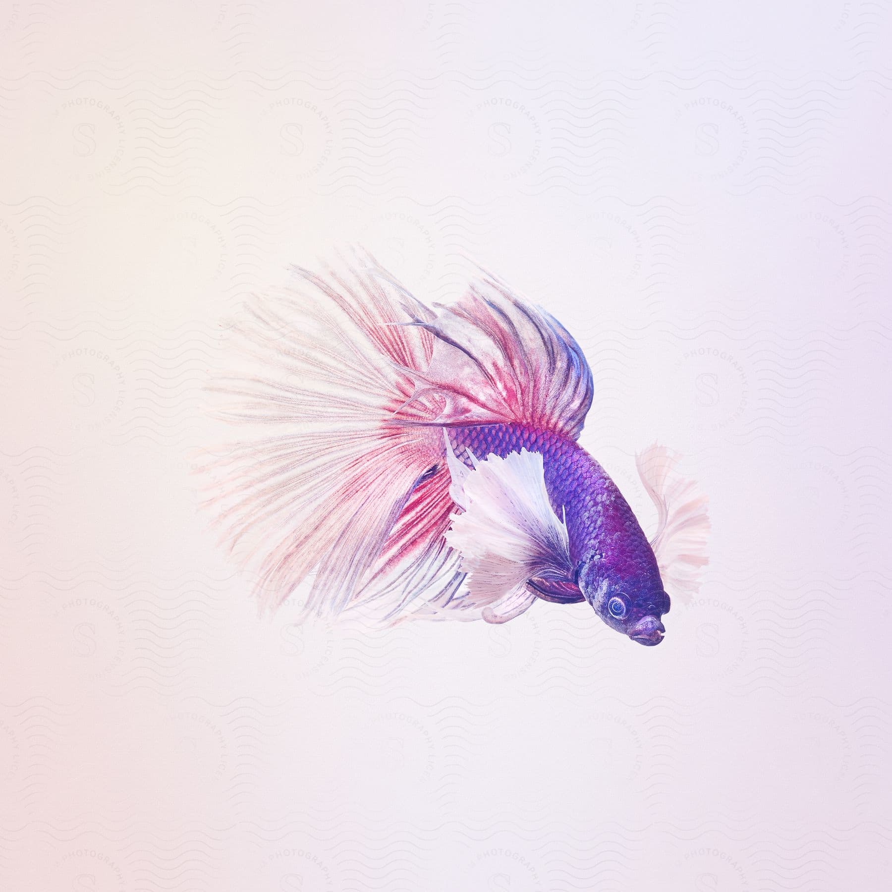 A digital art of a fish with pink and purple colors