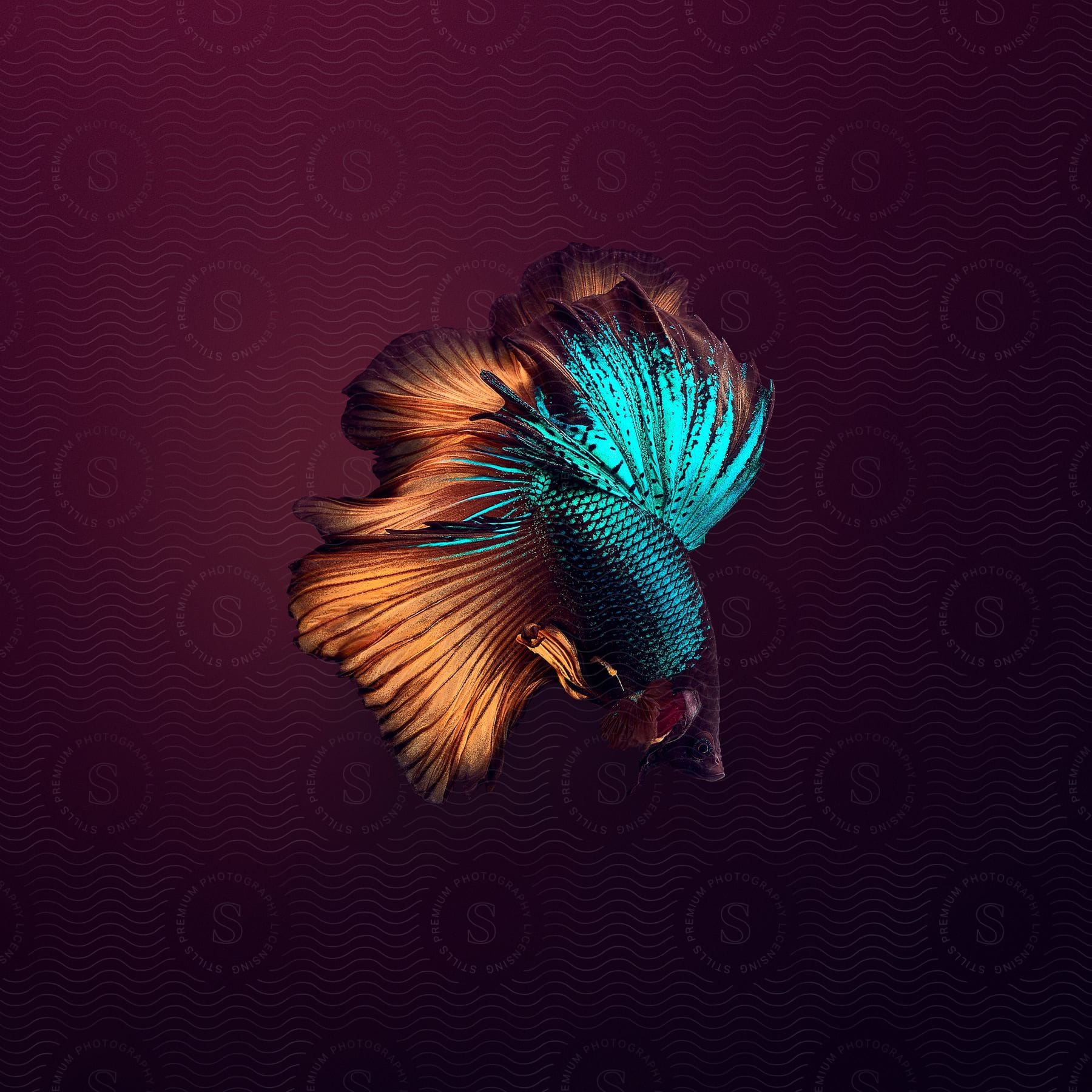 A multicolored betta fish in a digital art style