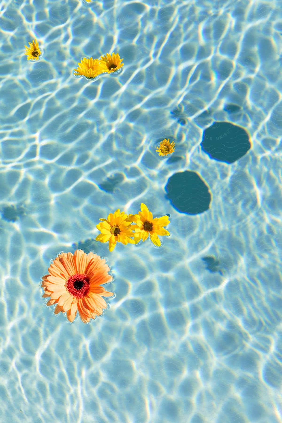 Several flowers float on top of a clear blue pool