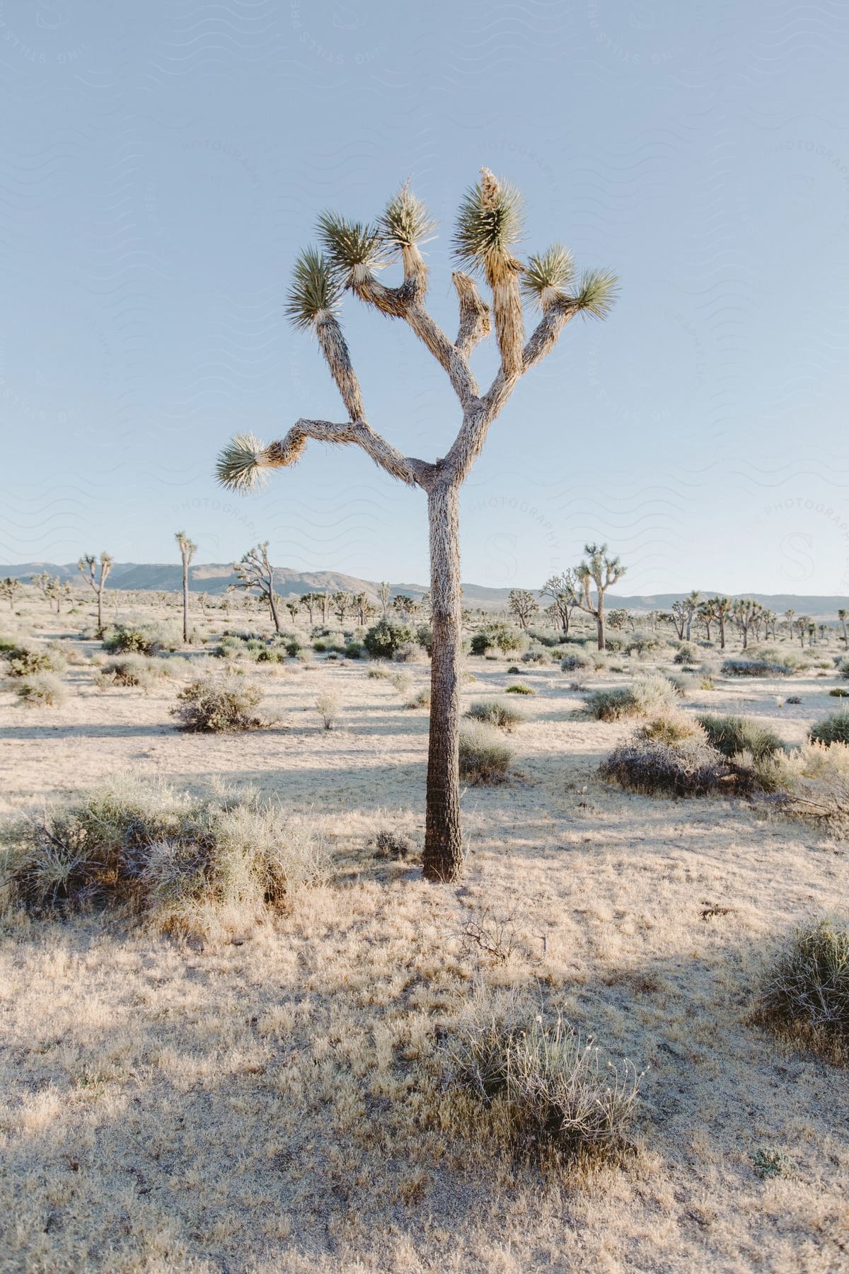 A tree and other shrubs and trees are visible on the plains