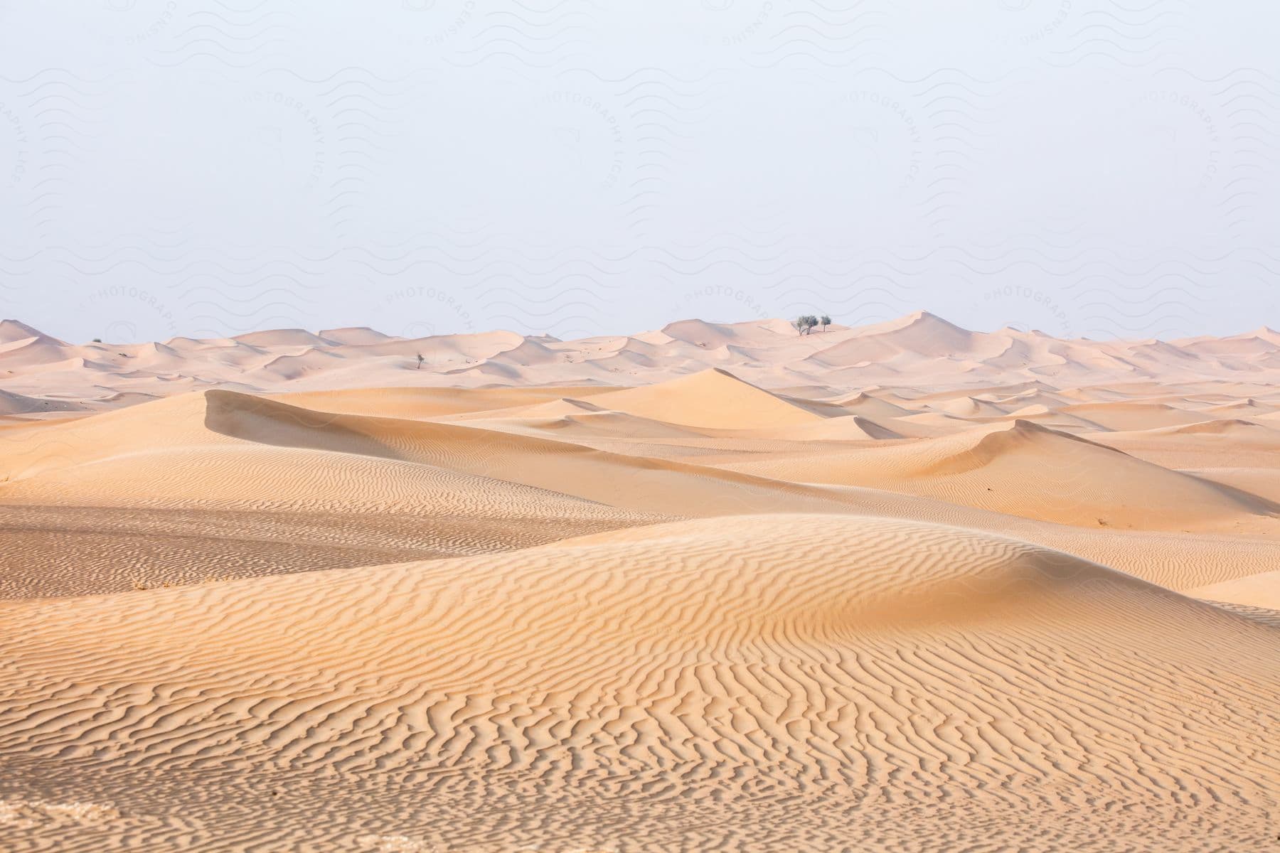 A wide landscape of sand dunes in the desert