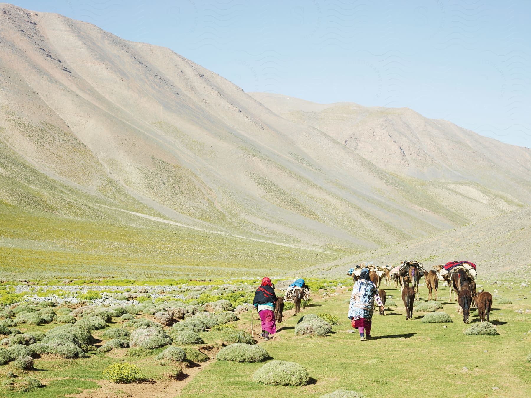 Two people walk through a lush green field next to a mountain range accompanied by a caravan of horses donkeys mules and a camel all carrying goods