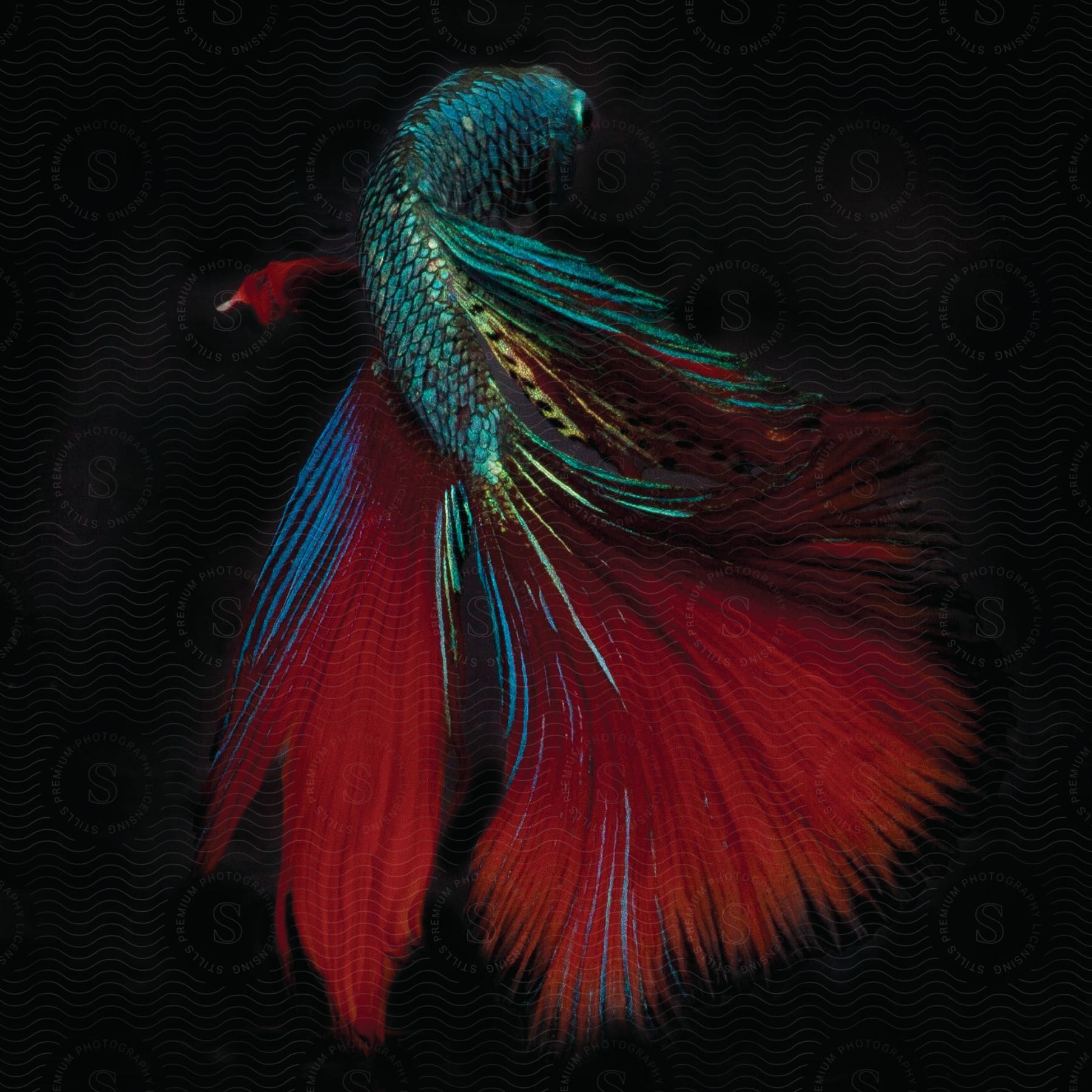 A realistic digital art of a fish with red fins