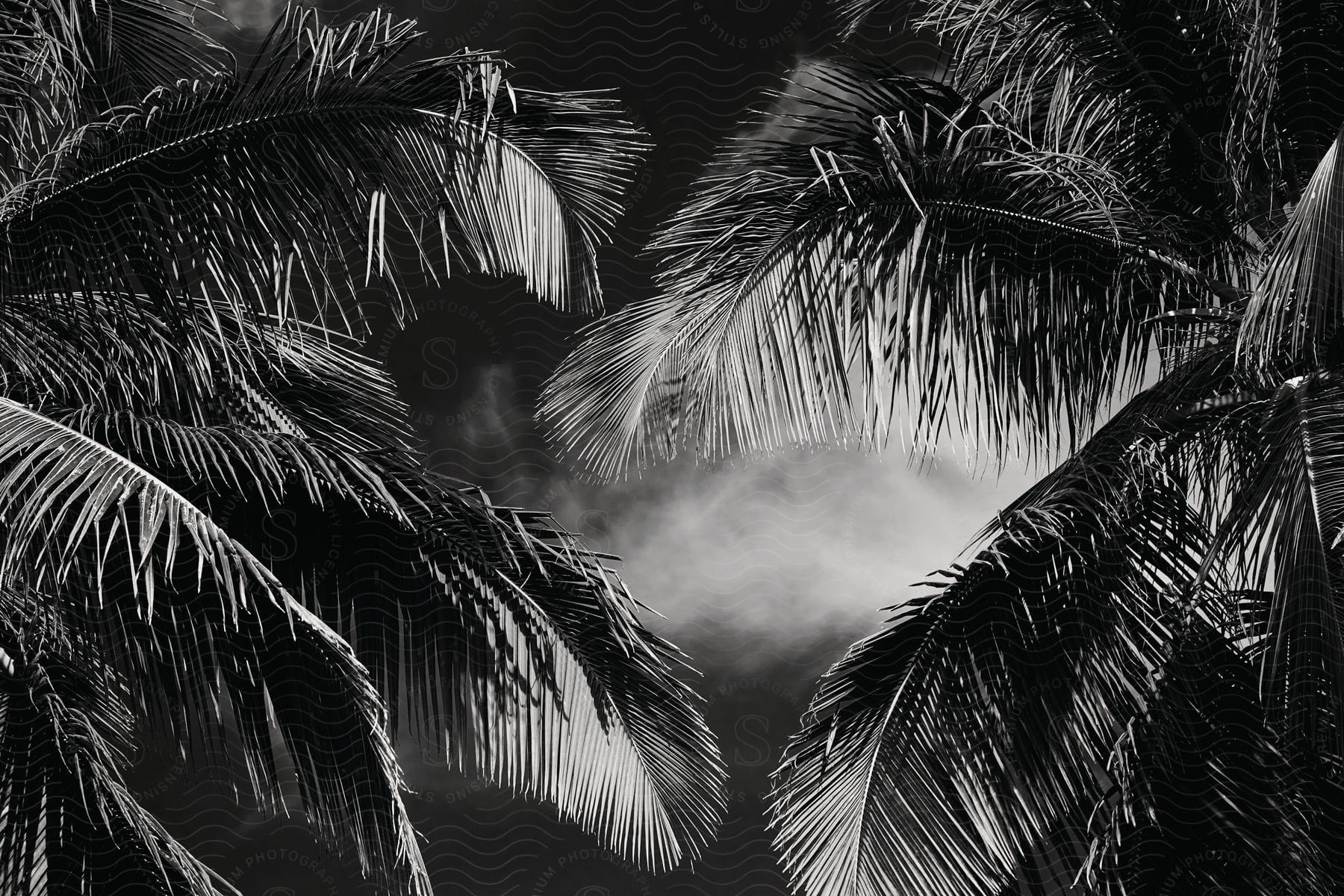 Black and white shot of clouds seen through palm tree leaves