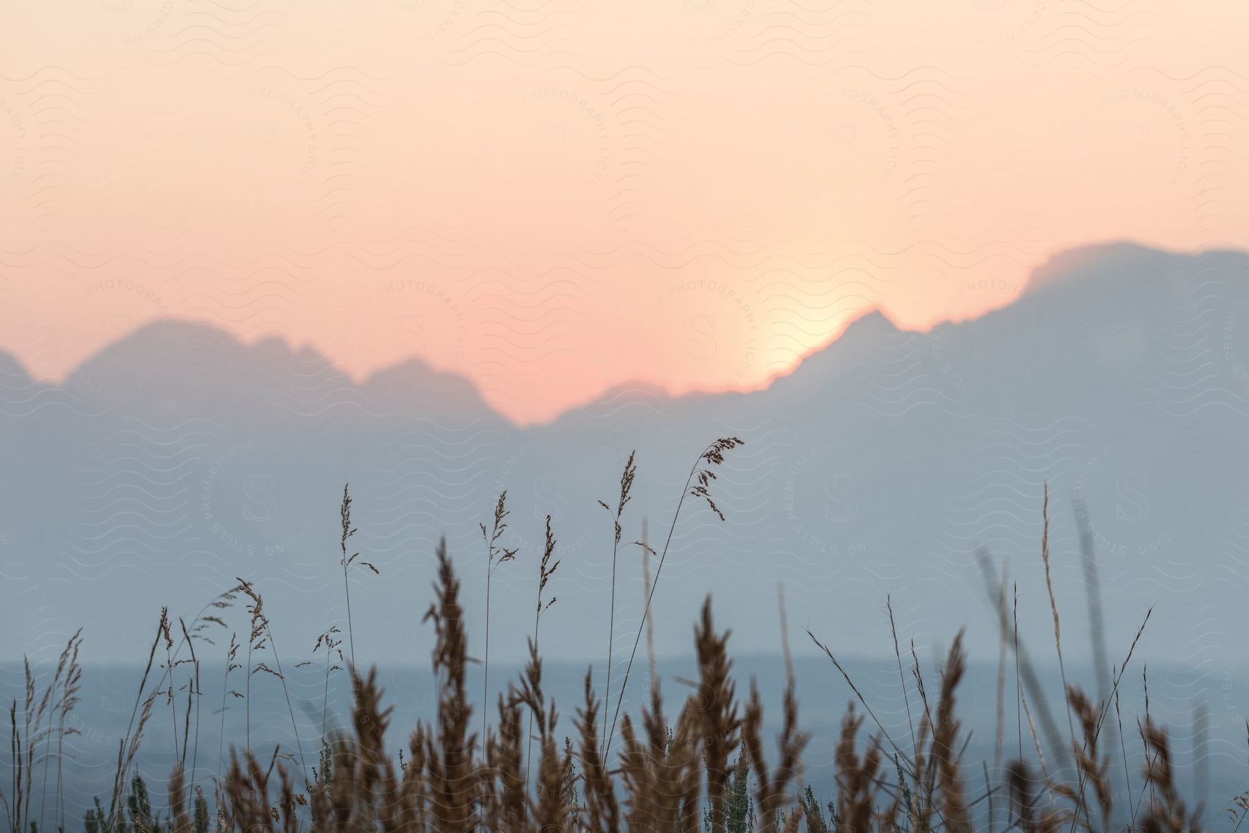 Reeds are visible in front of a large lake