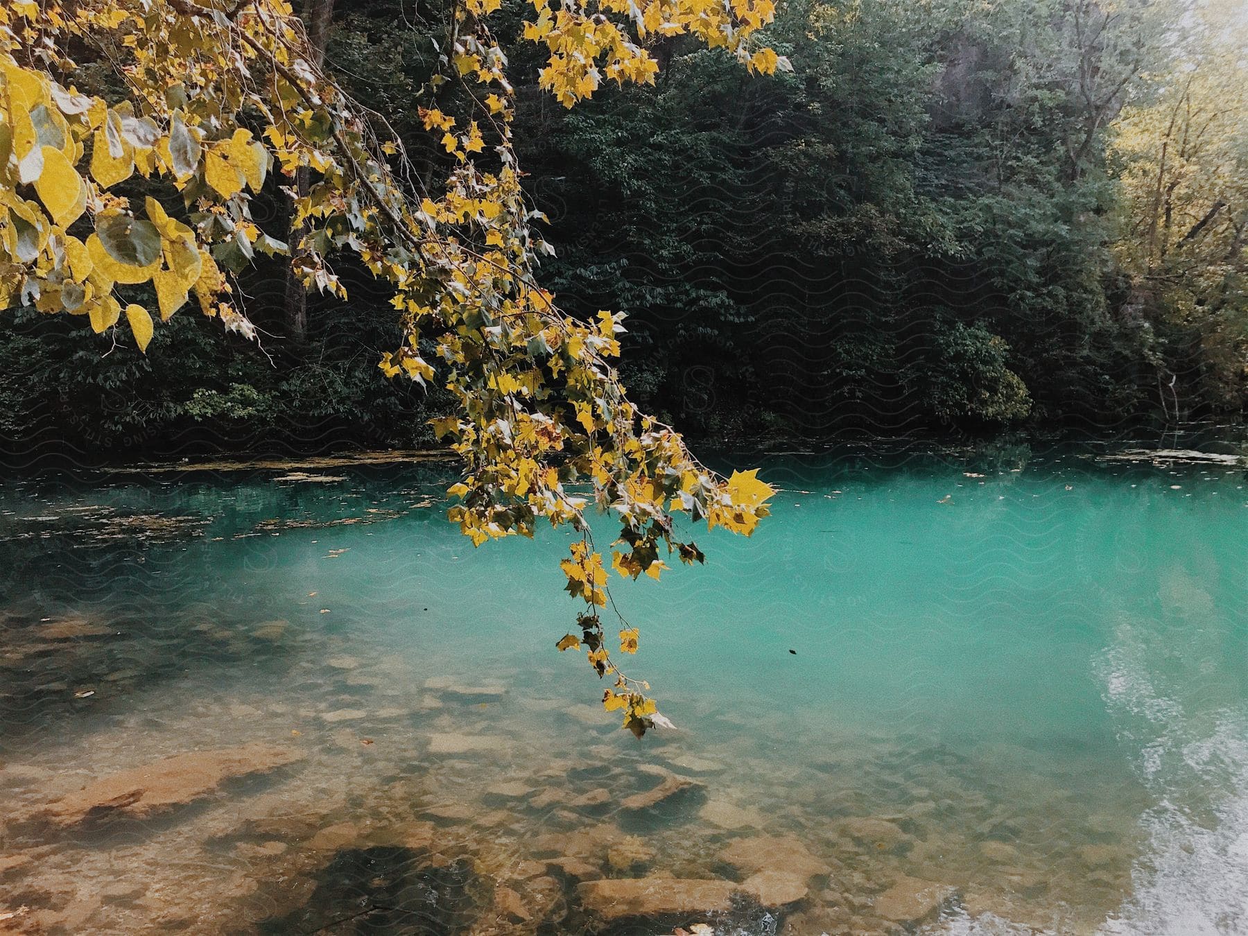 A serene lake surrounded by trees and vegetation in autumn