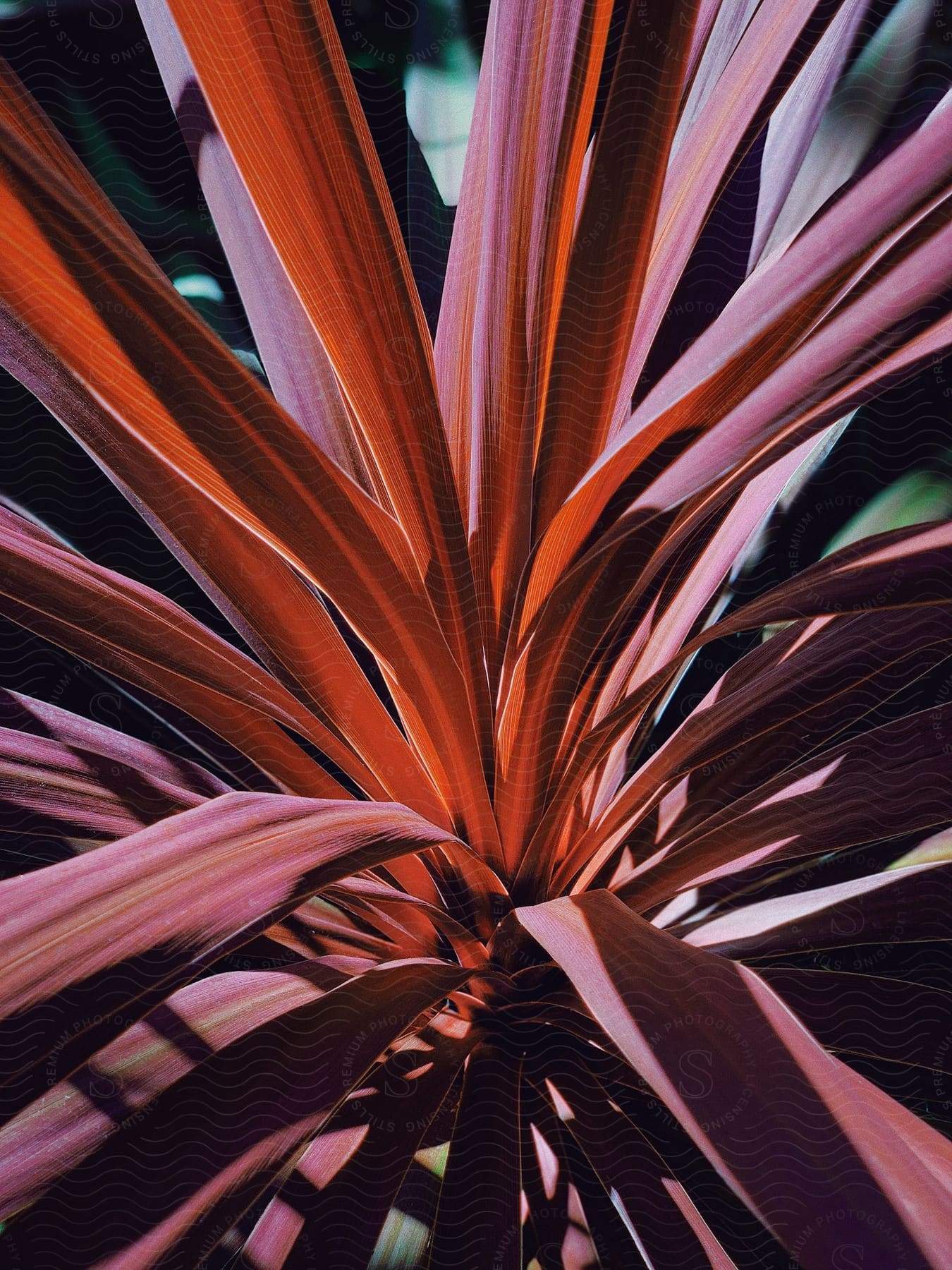 A closeup of a flower plant