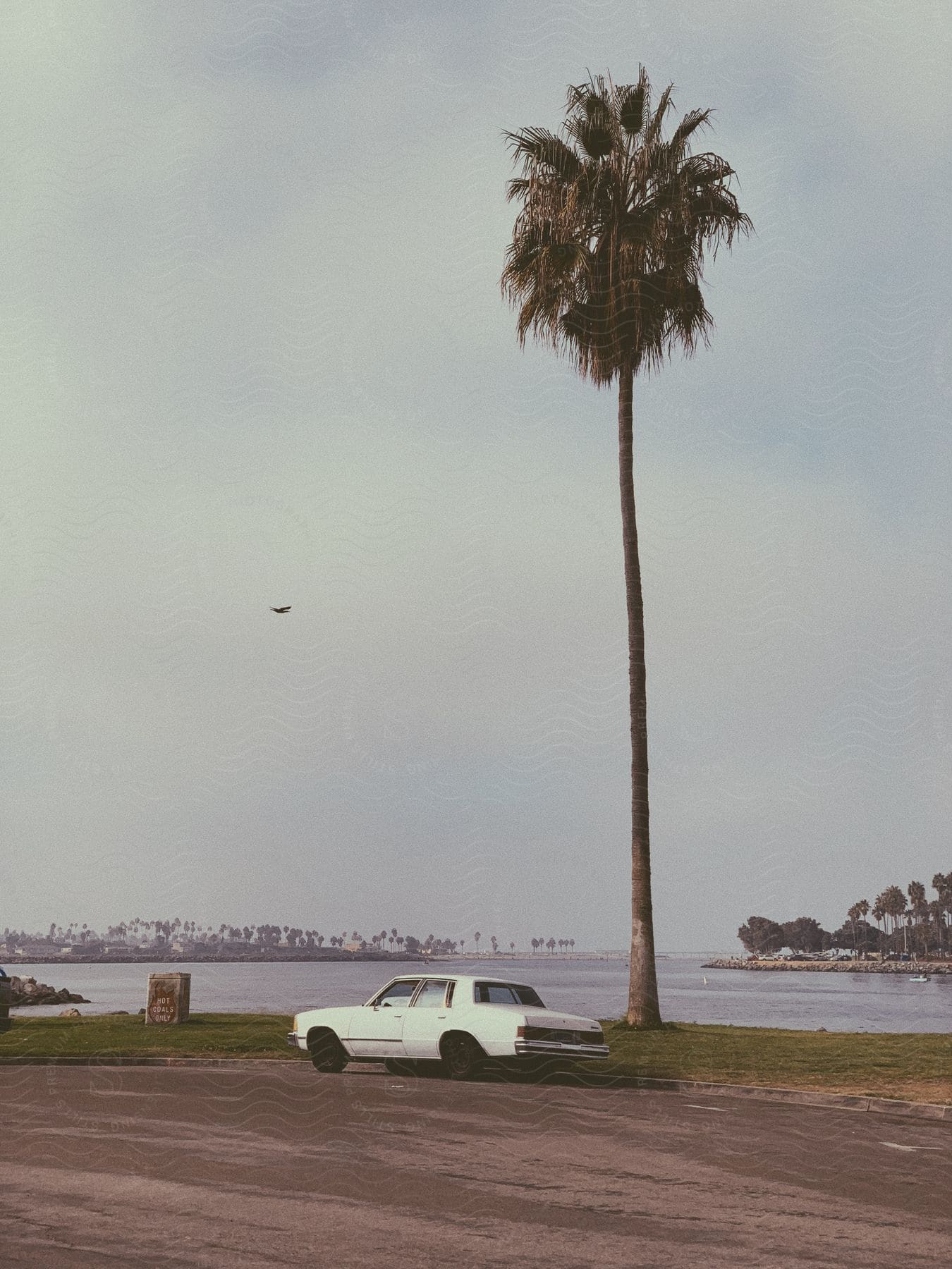 A white car parked under a palm tree beside a lake with a bird flying overhead