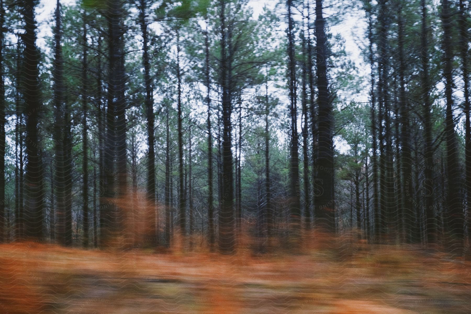 A daytime forest scene with a blurred red motion effect near the ground