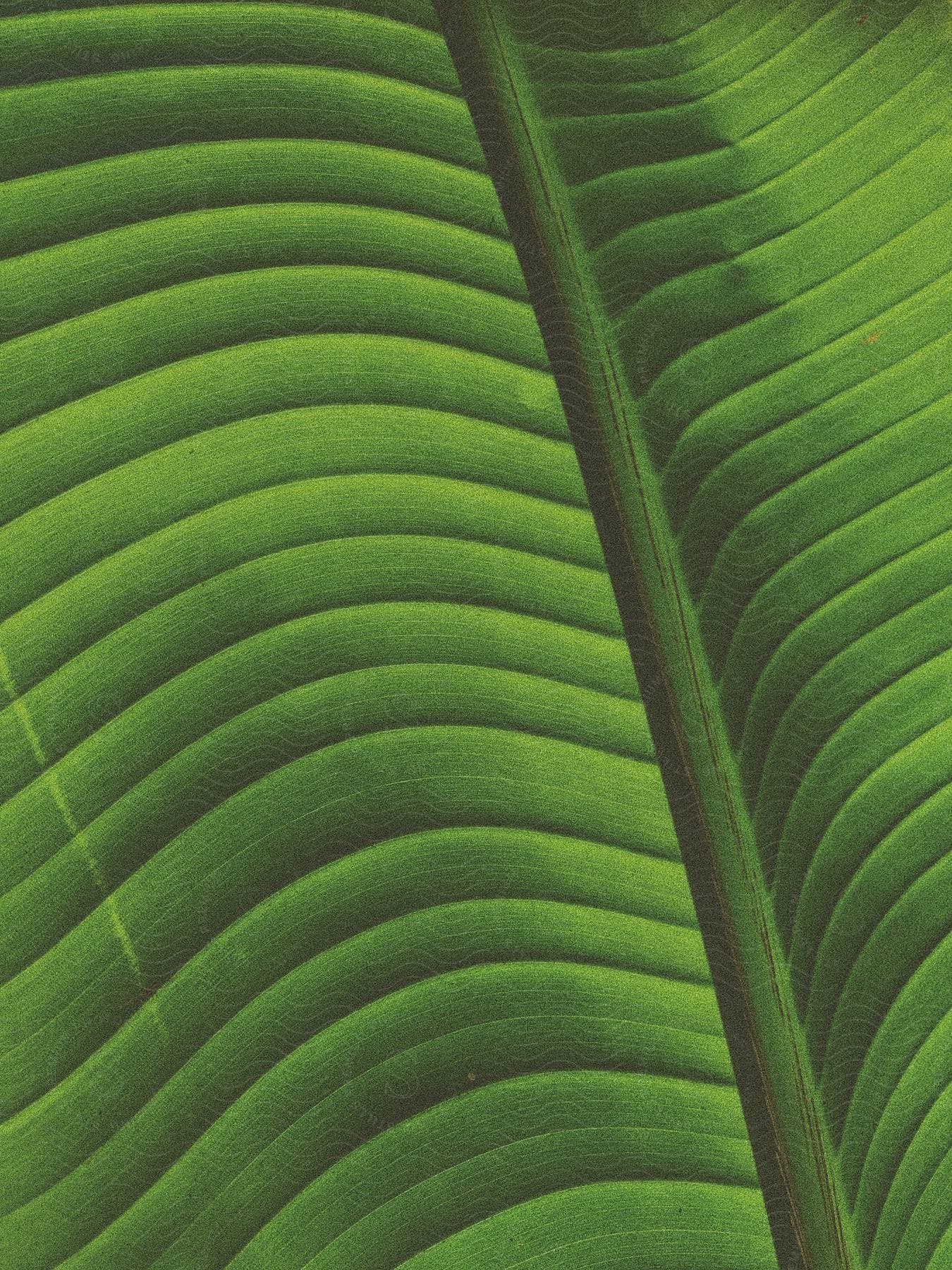 A closeup of a green leaf with its stem and texture
