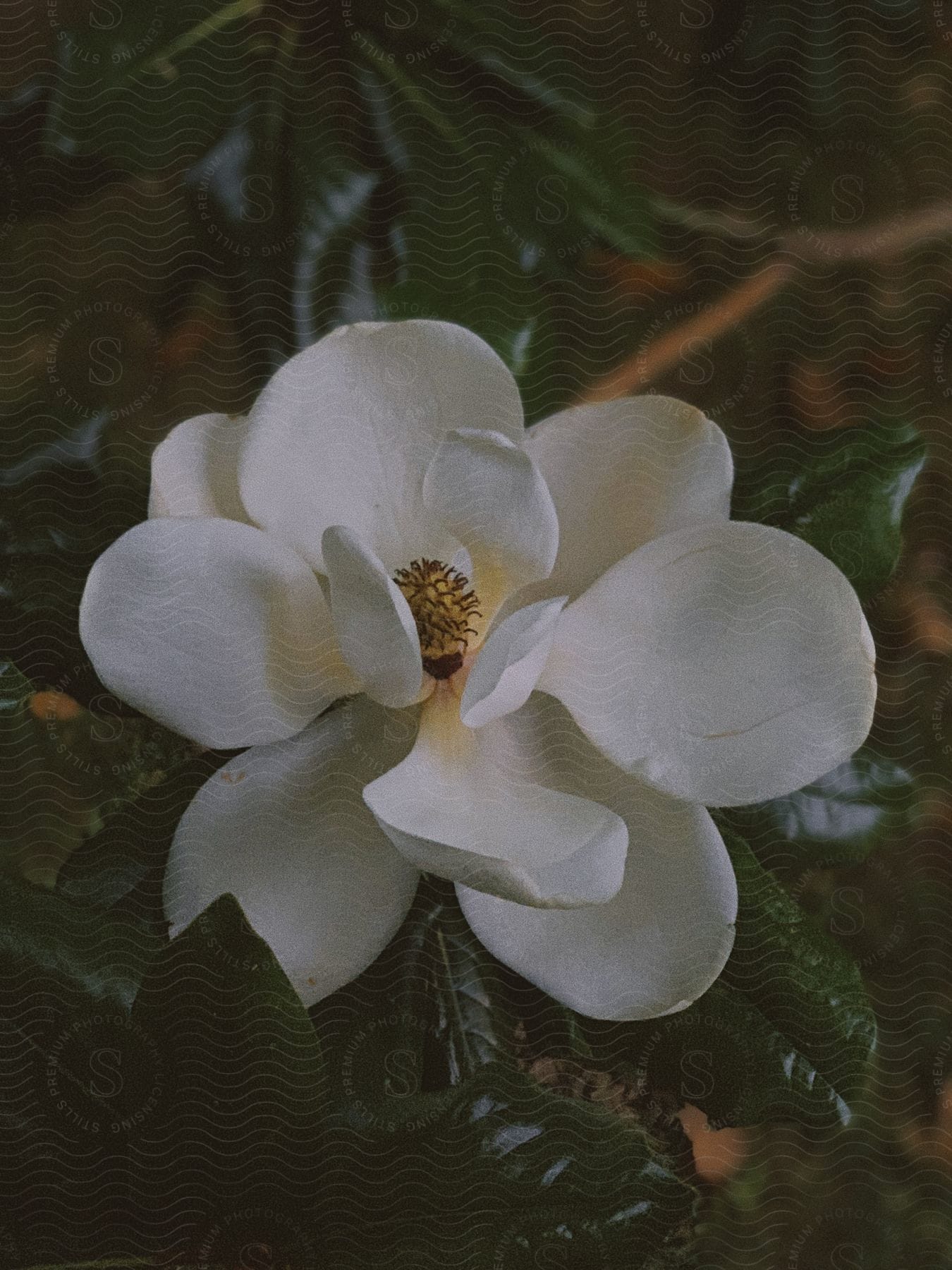 A white flower with glossy green leaves perched atop a tree branch