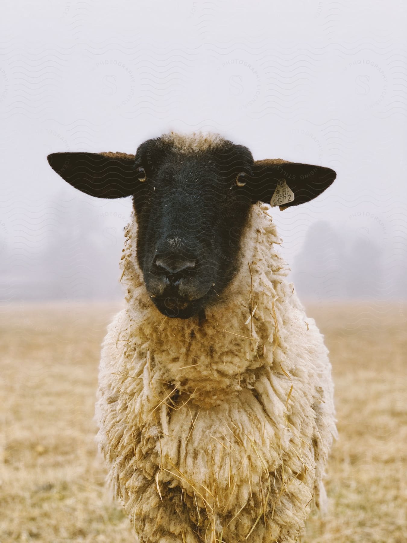 A sheep in a natural setting