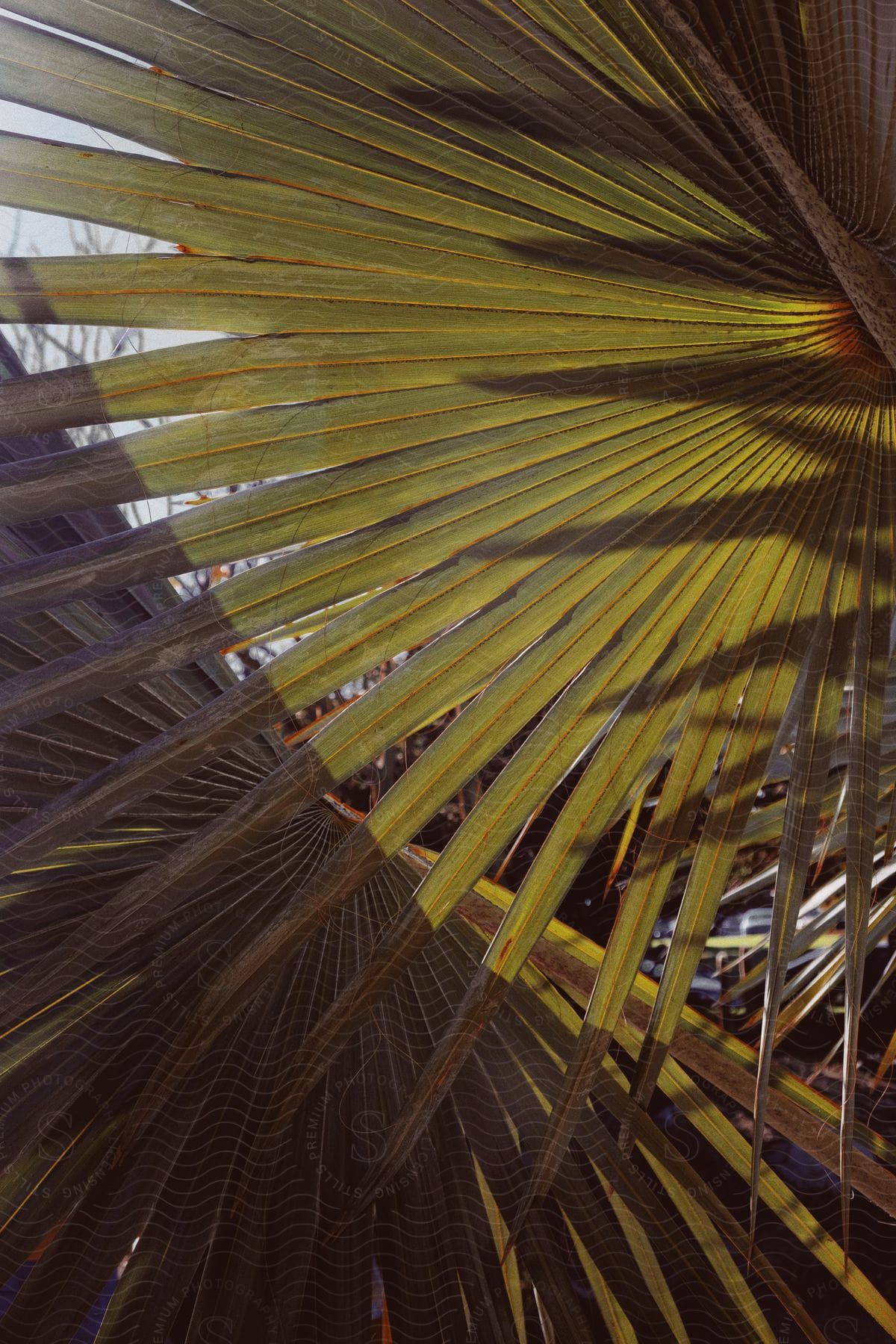 Sunlight filters through palm fronds