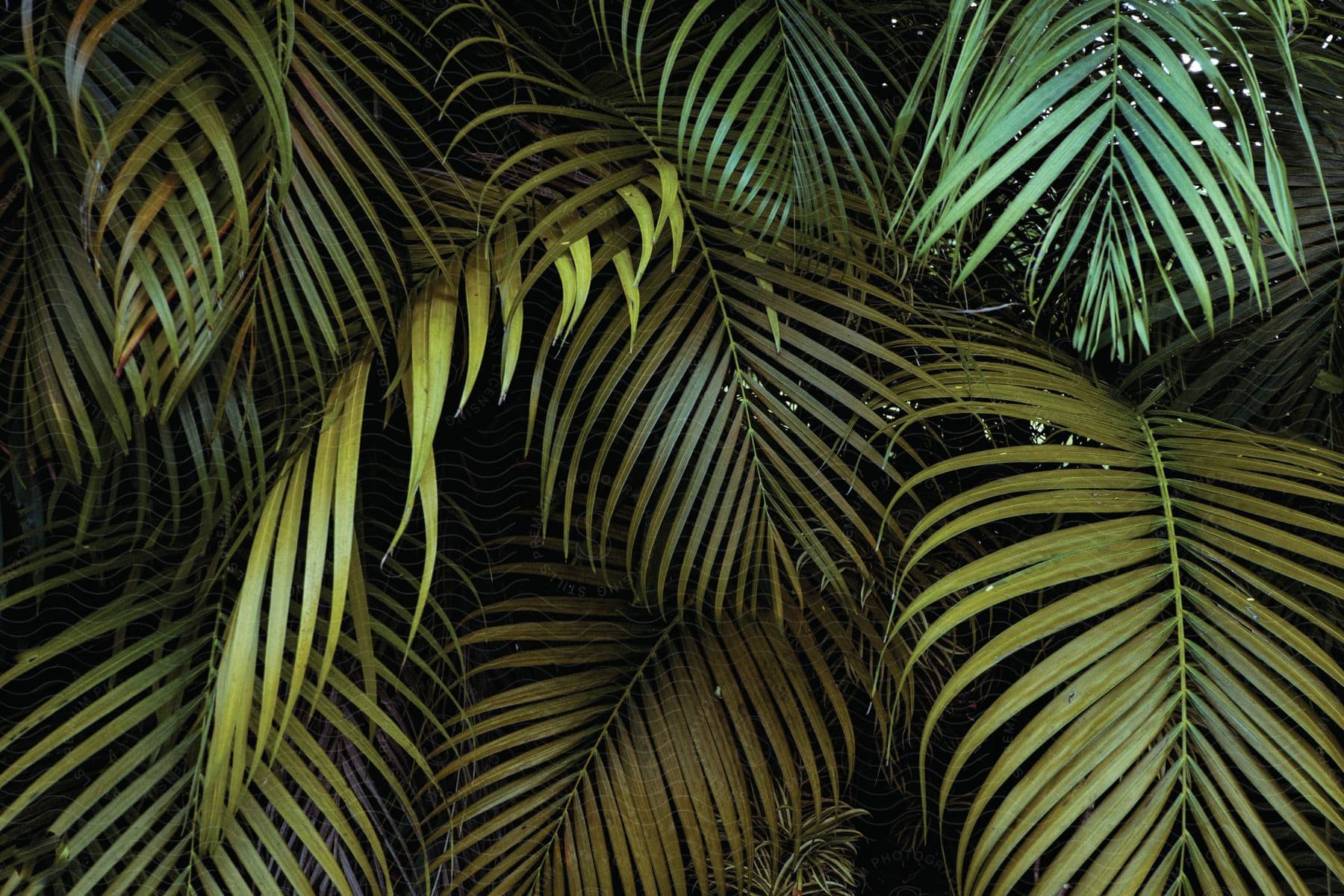 A closeup view of palm tree leaves showcasing their intricate details