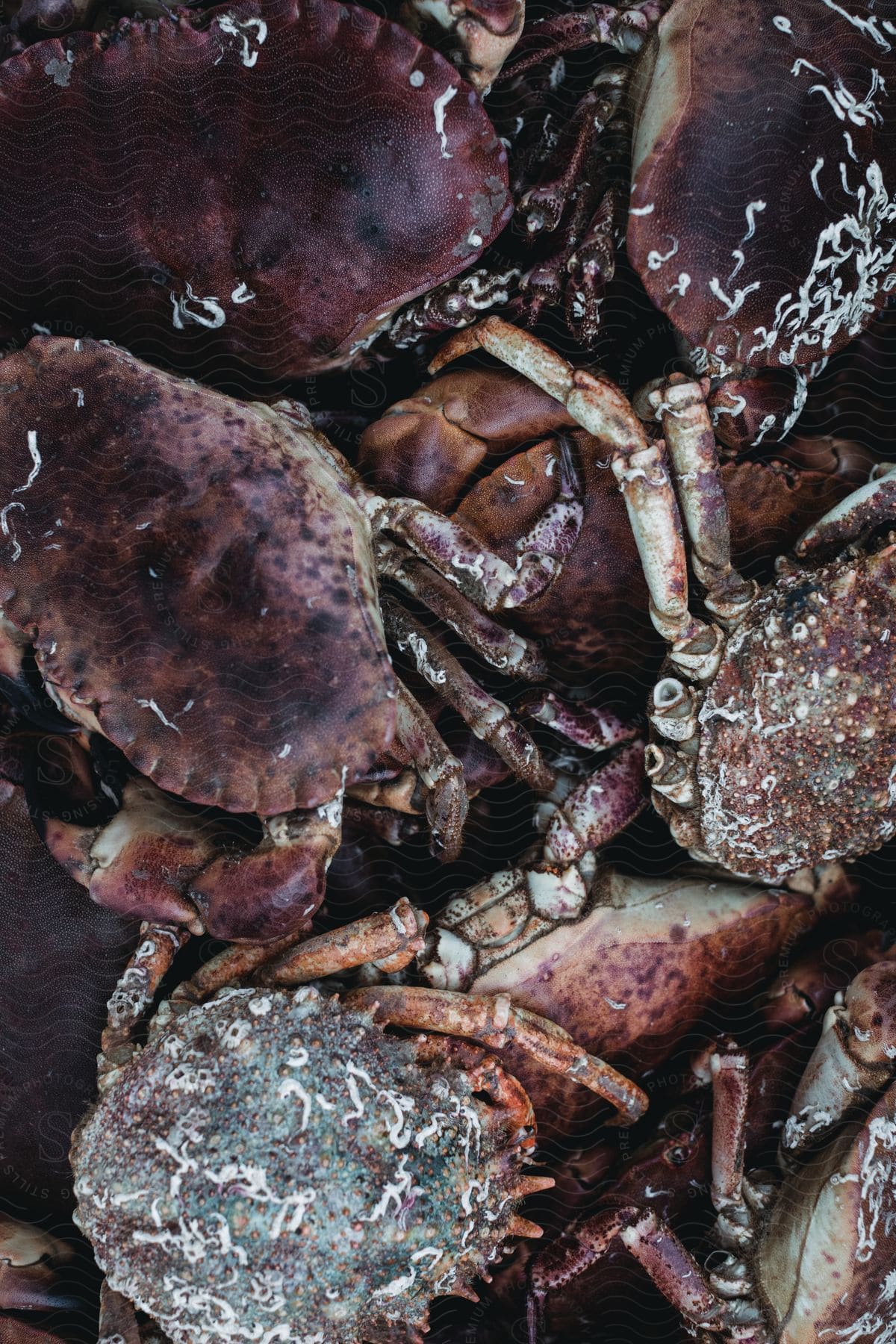 Rock Crab - Pacific