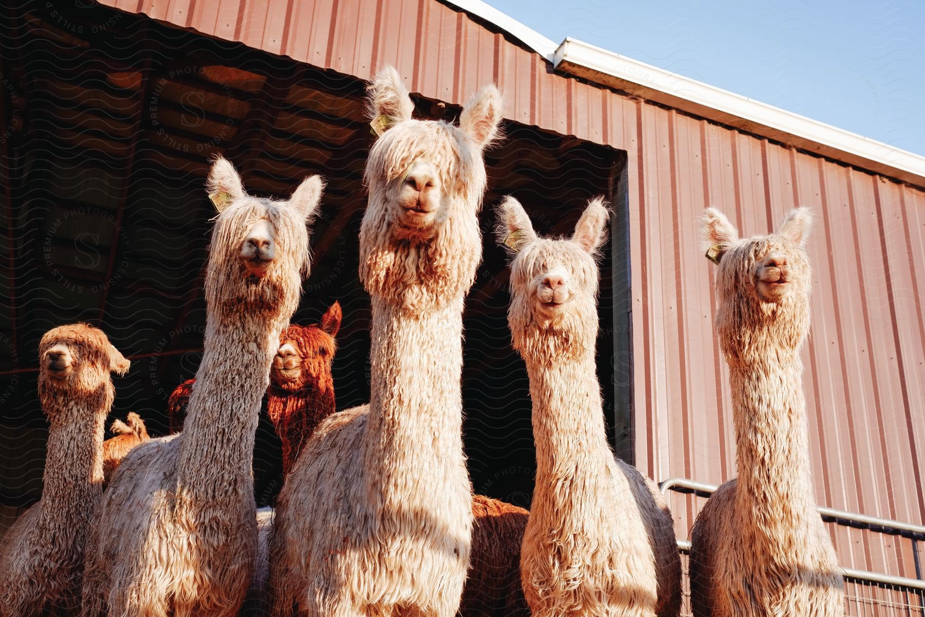 A group of llamas standing outside of a barn