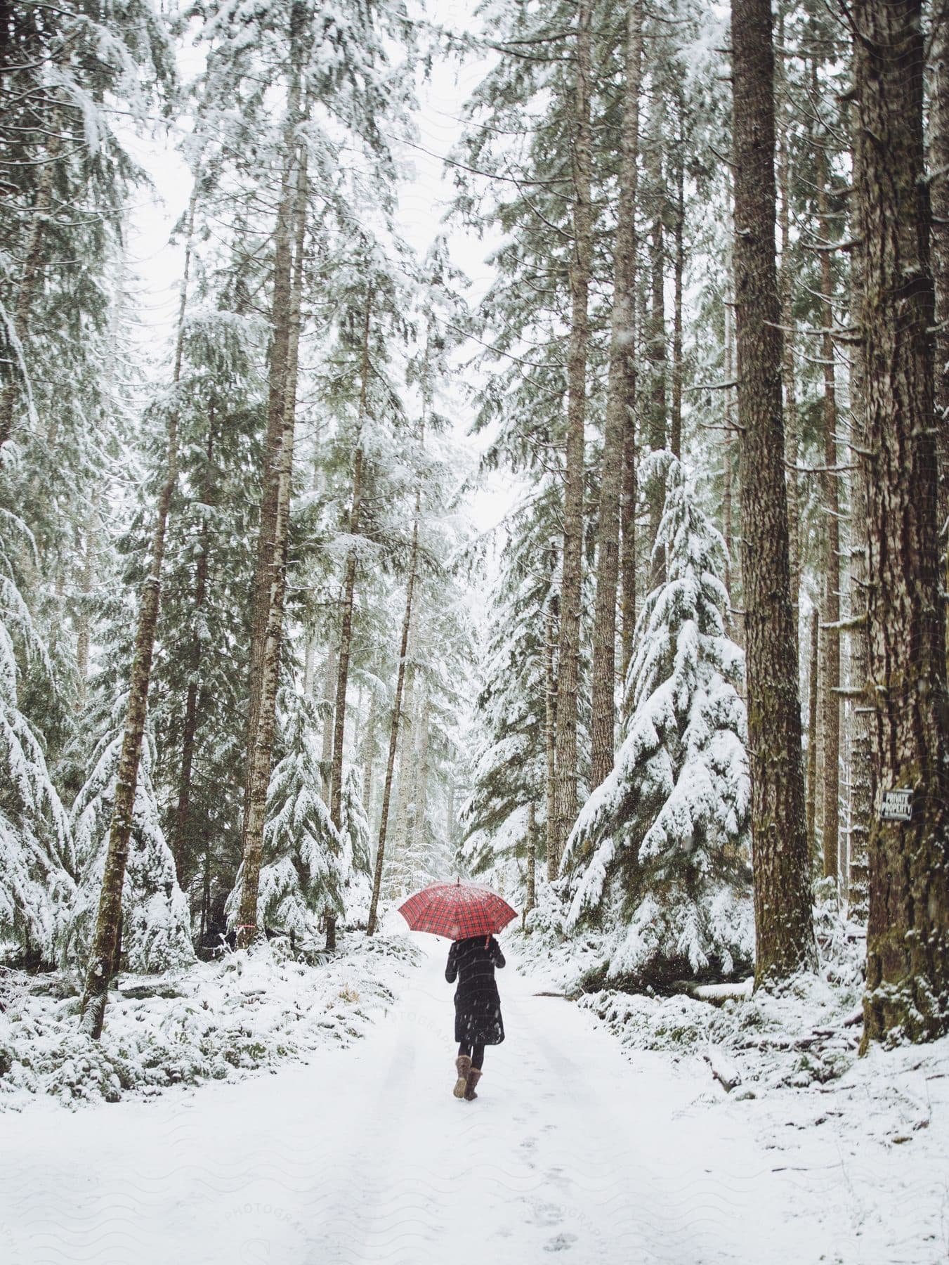 A woman wearing winter clothes and carrying an umbrella walks on a path in an arctic forest