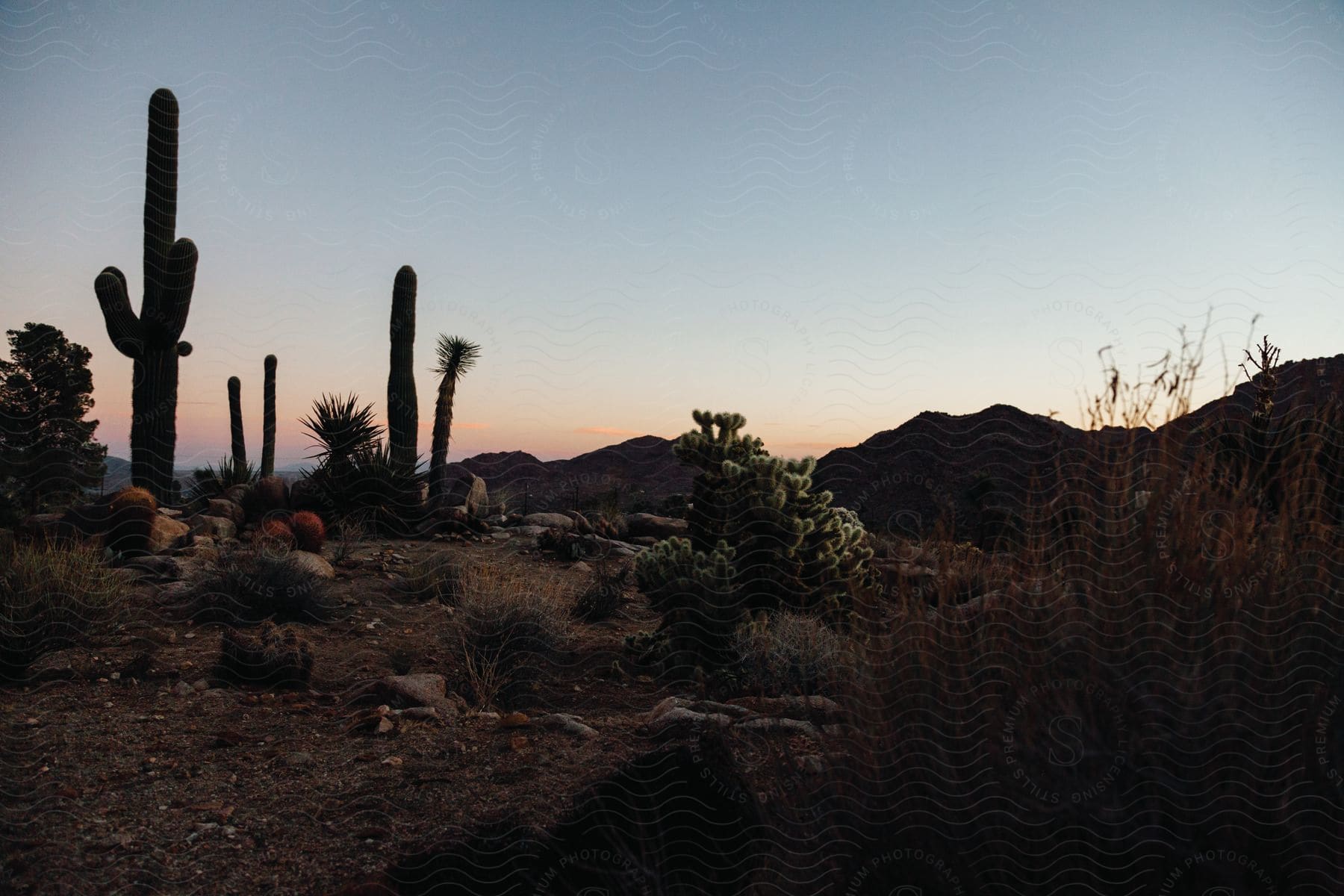 Cactus plants growing in a wilderness setting