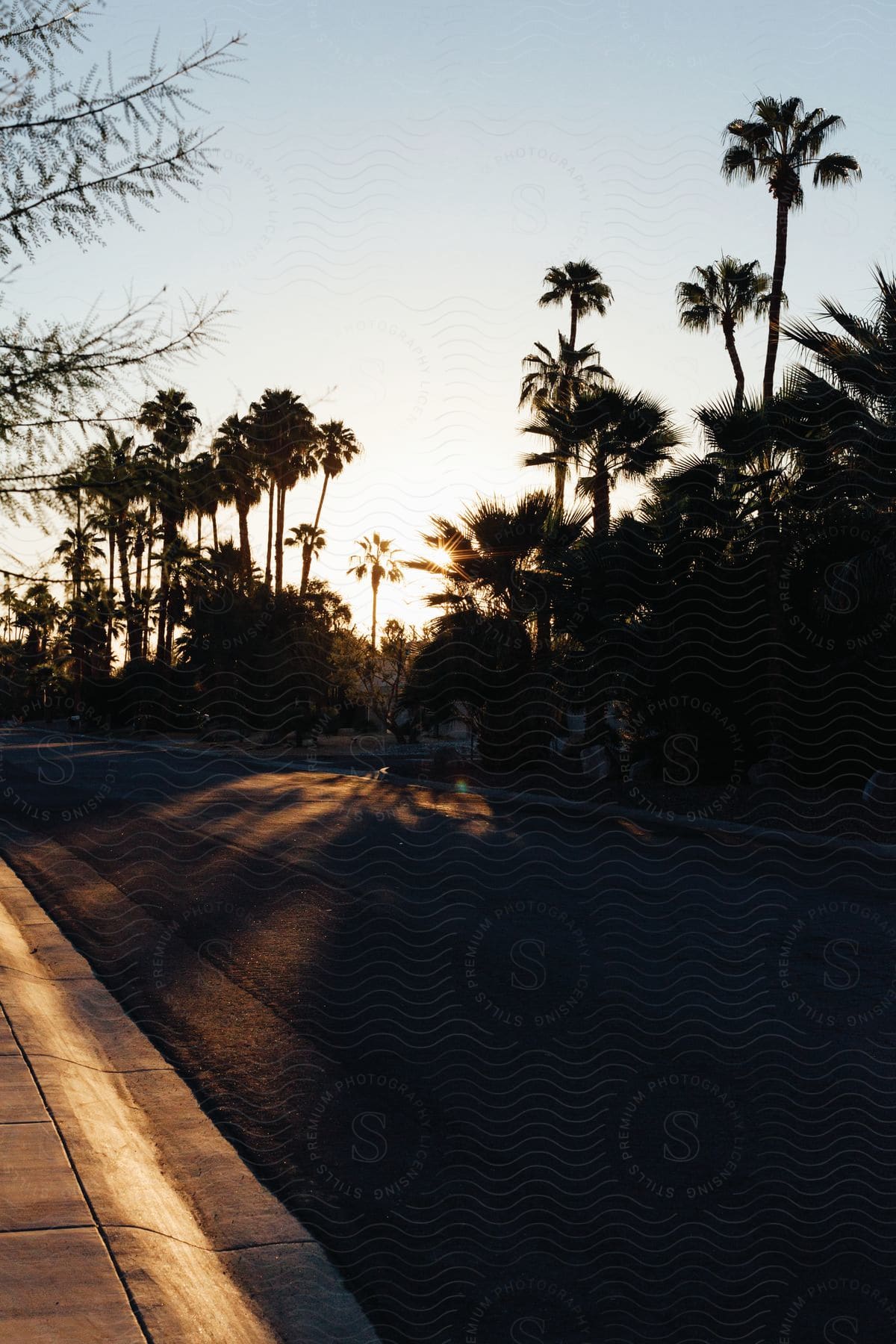 A suburban road surrounded by palm trees in the suburbs