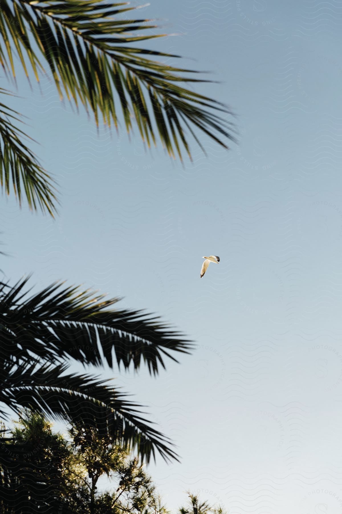 A seagull flying in a blue sky with palm tree branches