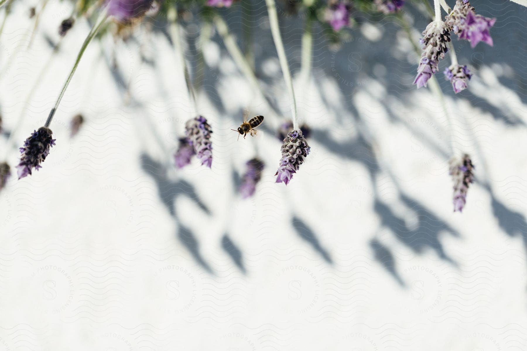 A bee is collecting pollen from a flower