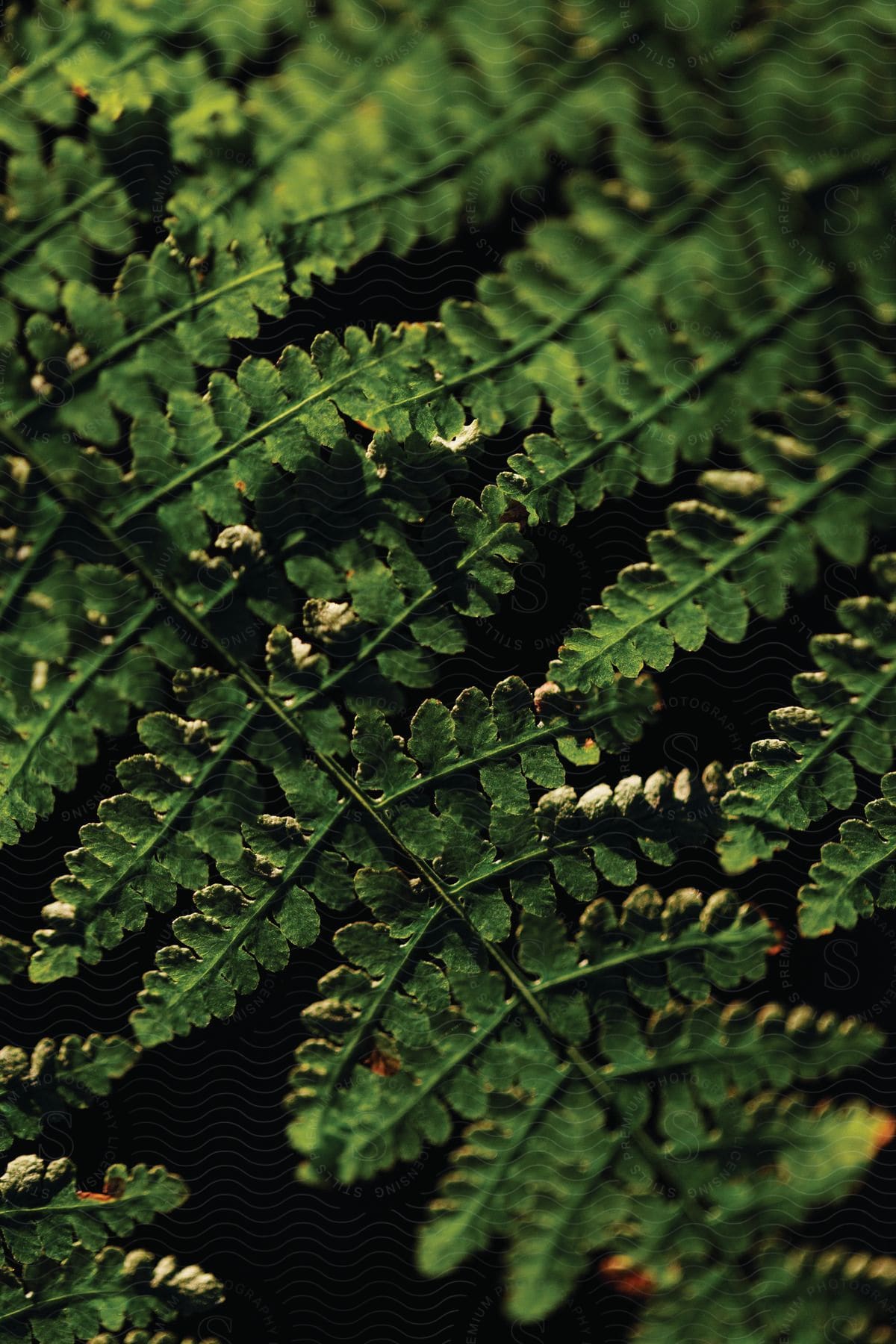 Green leaves on a plant