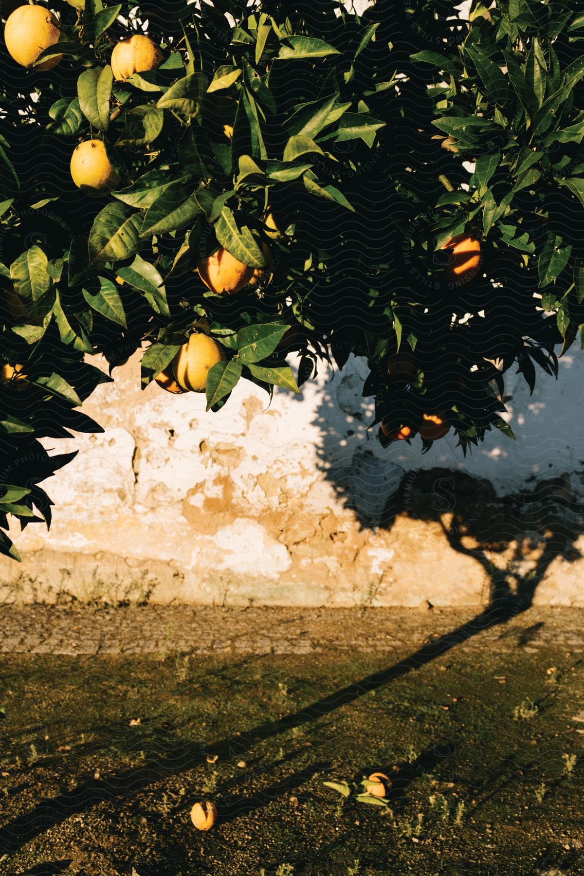 A citrus tree with oranges casts a shadow on the wall and ground its leaves rustling in the breeze